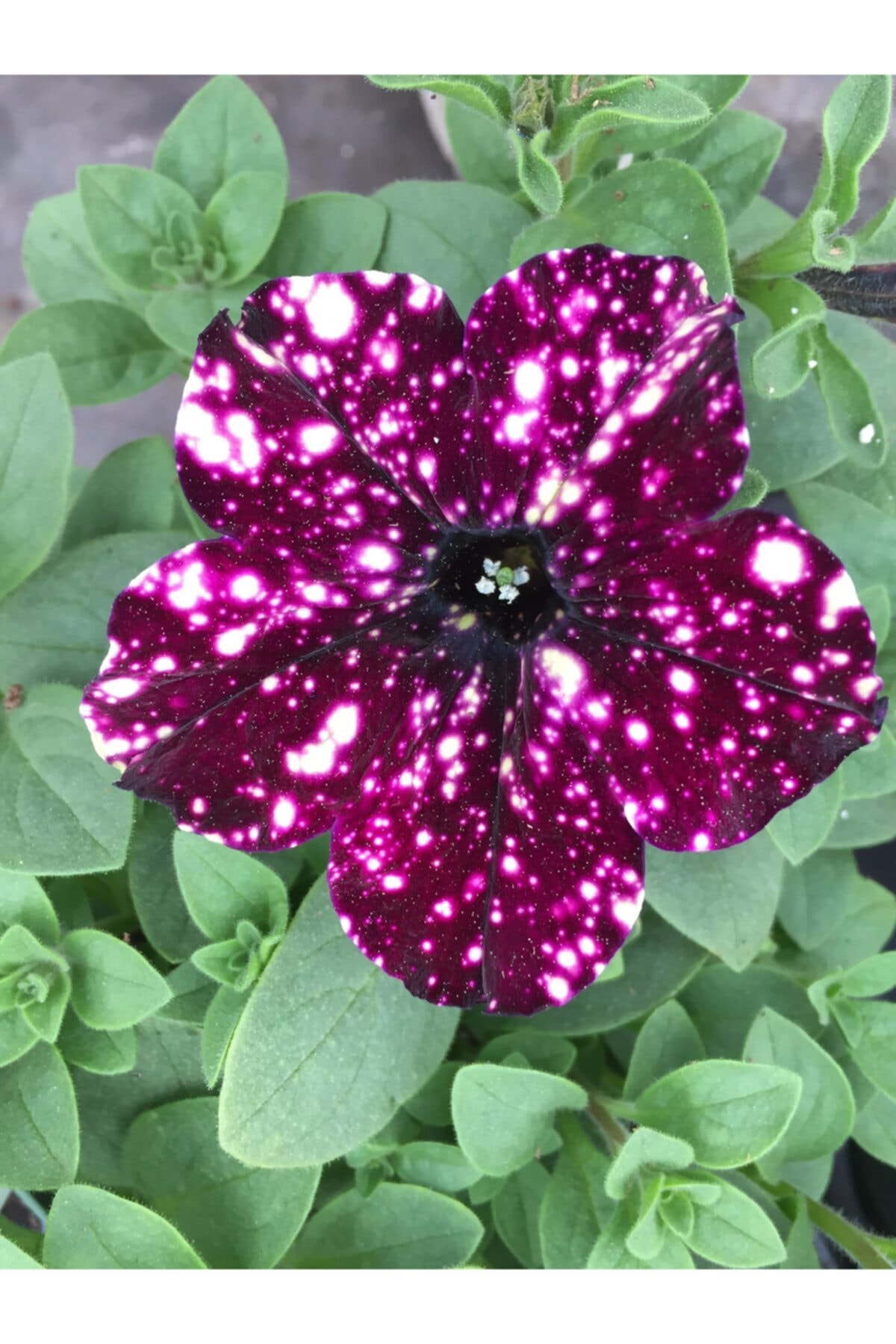 ruzgarbotanik Siyah Çilli Petunya Fidanı Askılı Saksılı