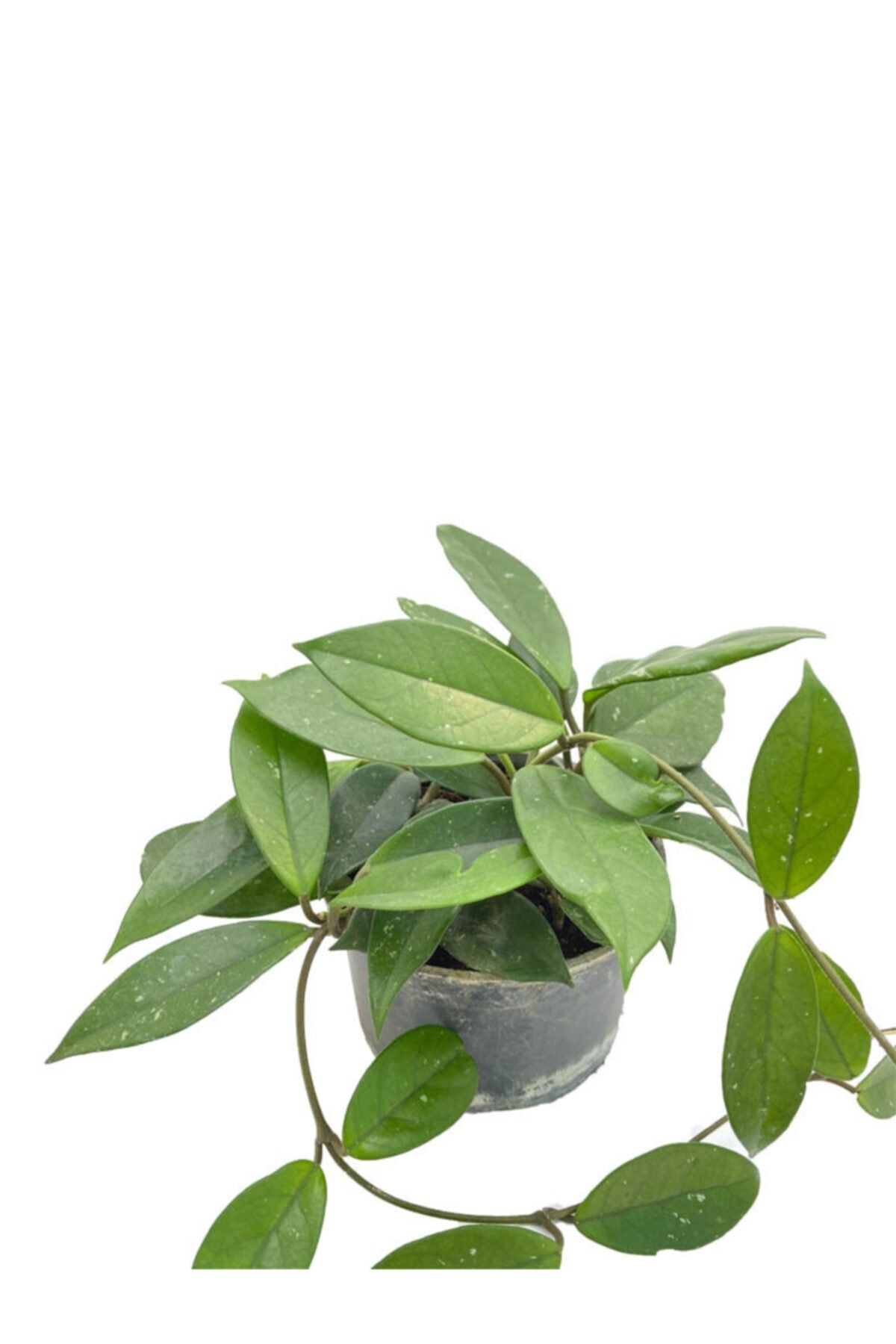 Sukulent Bahçem Hoya Carnosa - Mum Çiçeği 15 Cm Saksıda