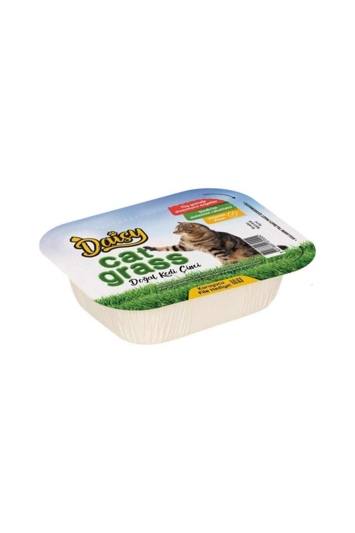 Daisy Pet Natural Kedi Çimi Ve Koruyucu File