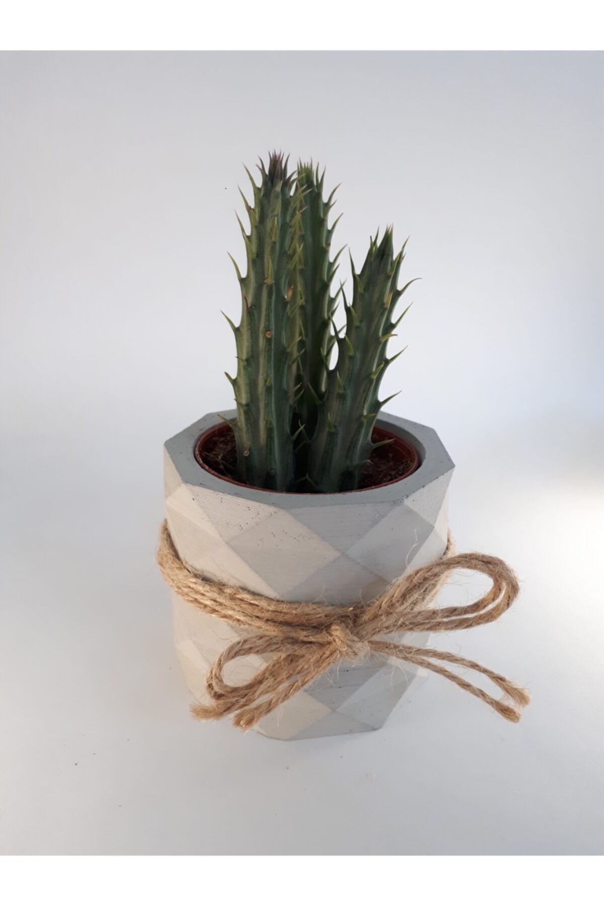 My Succulent Kleinia Stapeliiformis