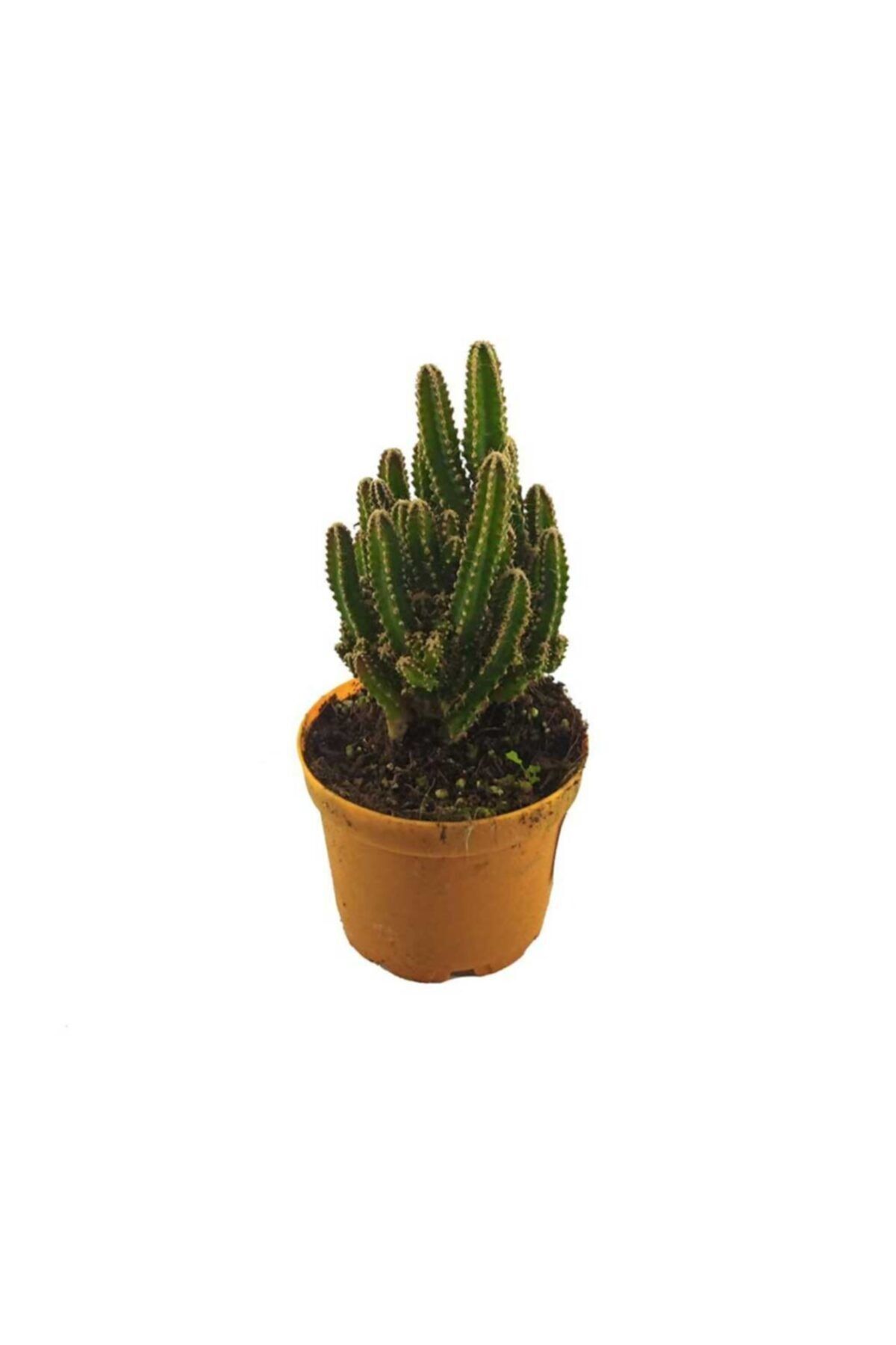 Palmiye Cereus Kaktüs 8,5 cm Saksıda