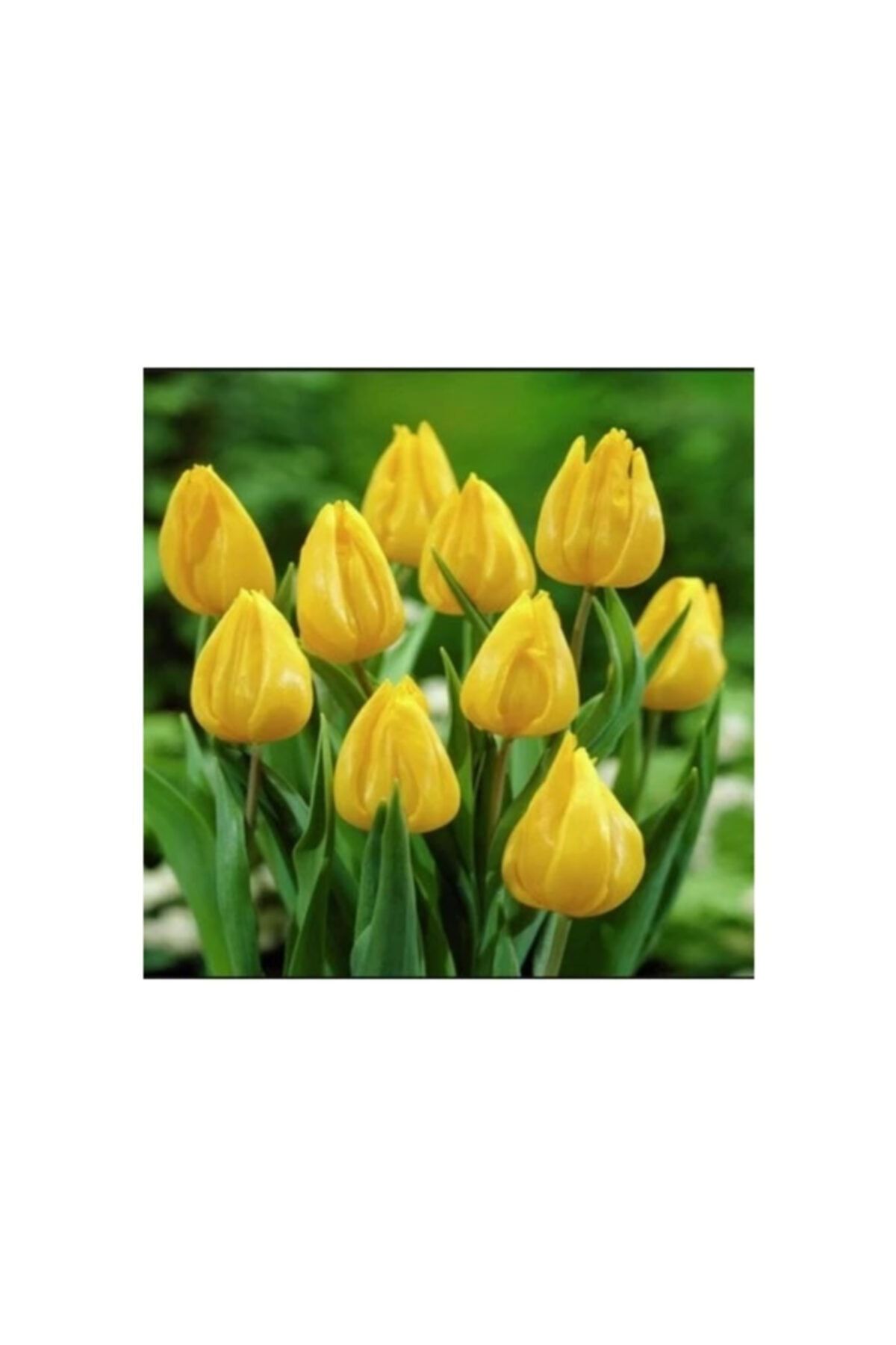 BS GARDEN Lale Soğanı Sarı 10 Adet