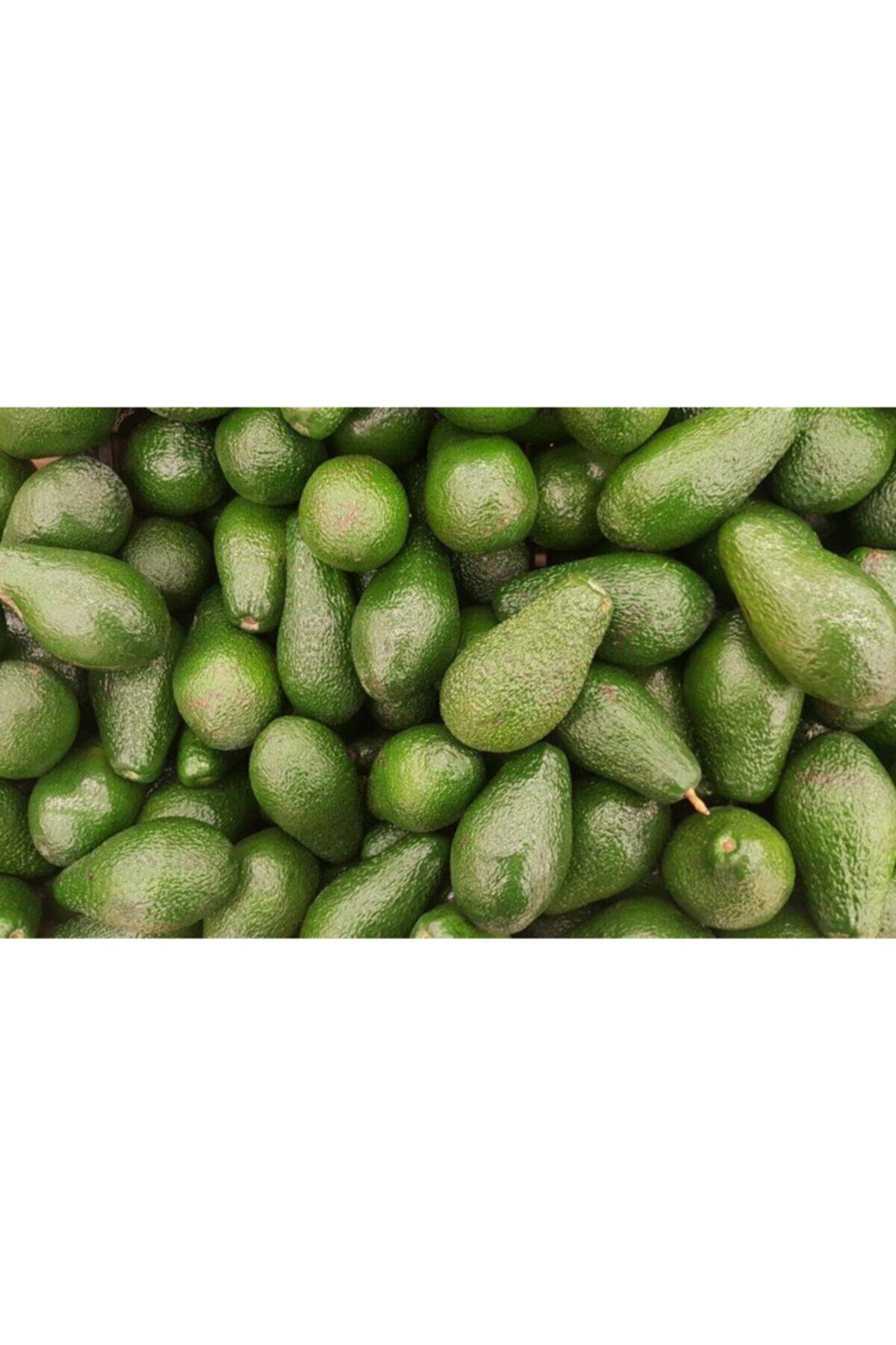 Tunçlar Antalya Bahçemizden Avokado 150-220 Gr Arası 10 Adet
