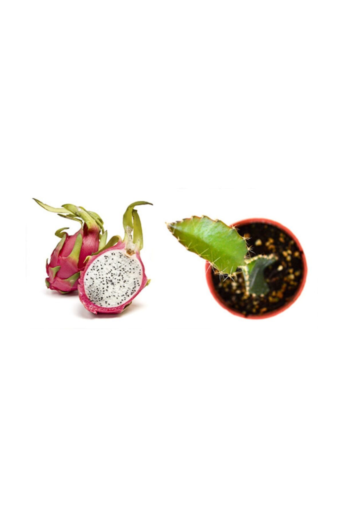 OSKARYUM Pitaya Ejder Meyvesi Fidanı
