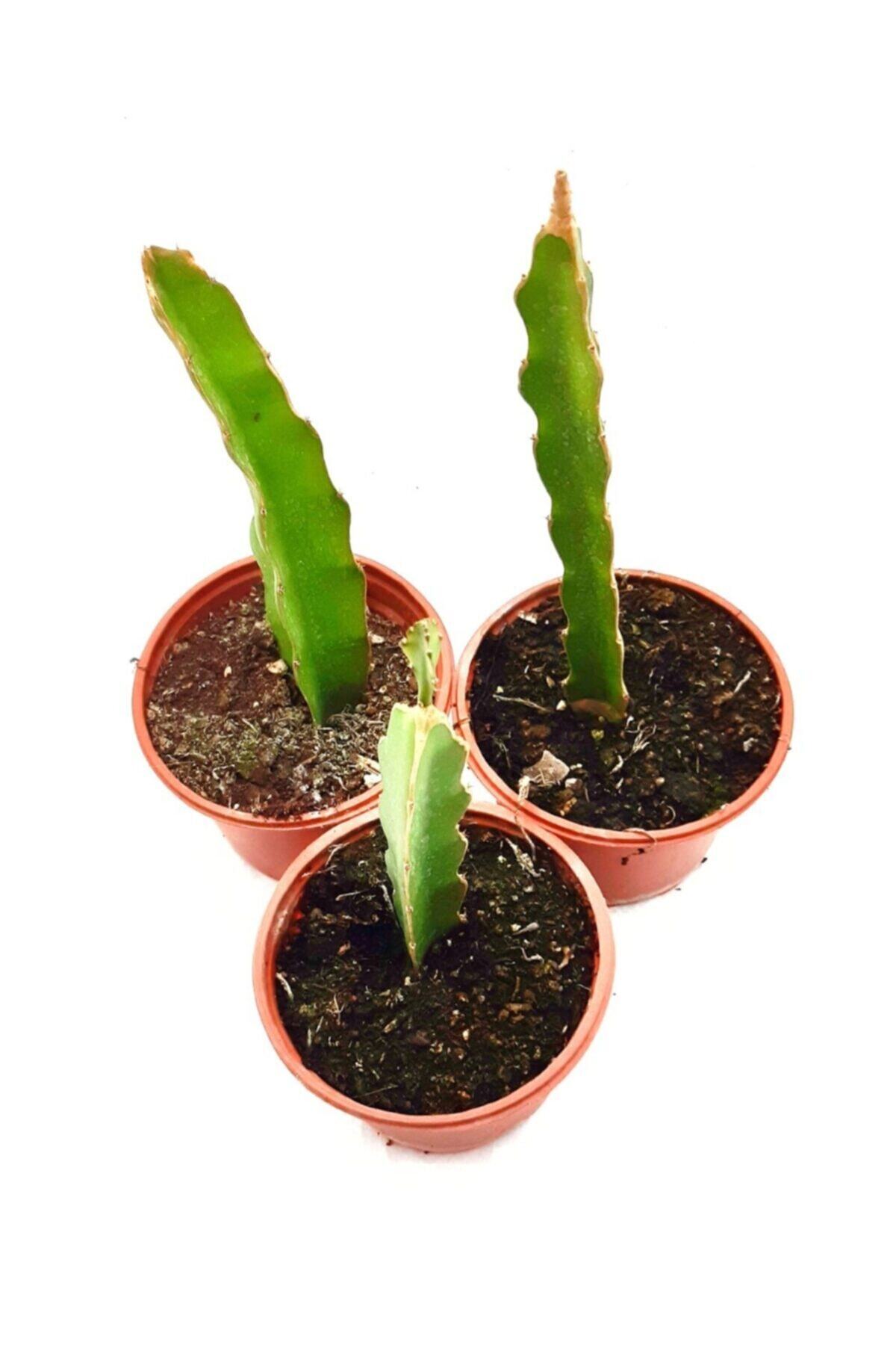 OSKARYUM Pitaya, Ejder Meyvesi 3 Adet