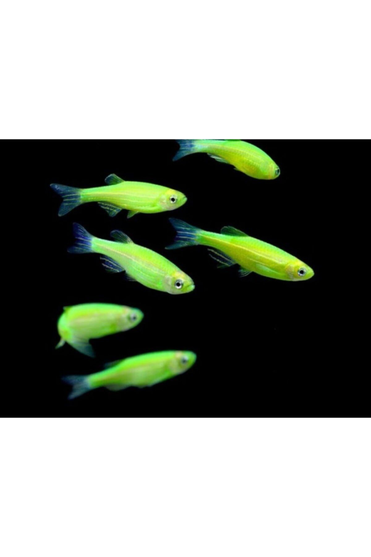 tetra danio zebra yesil renk 5 adet gonderilir fiyati yorumlari trendyol