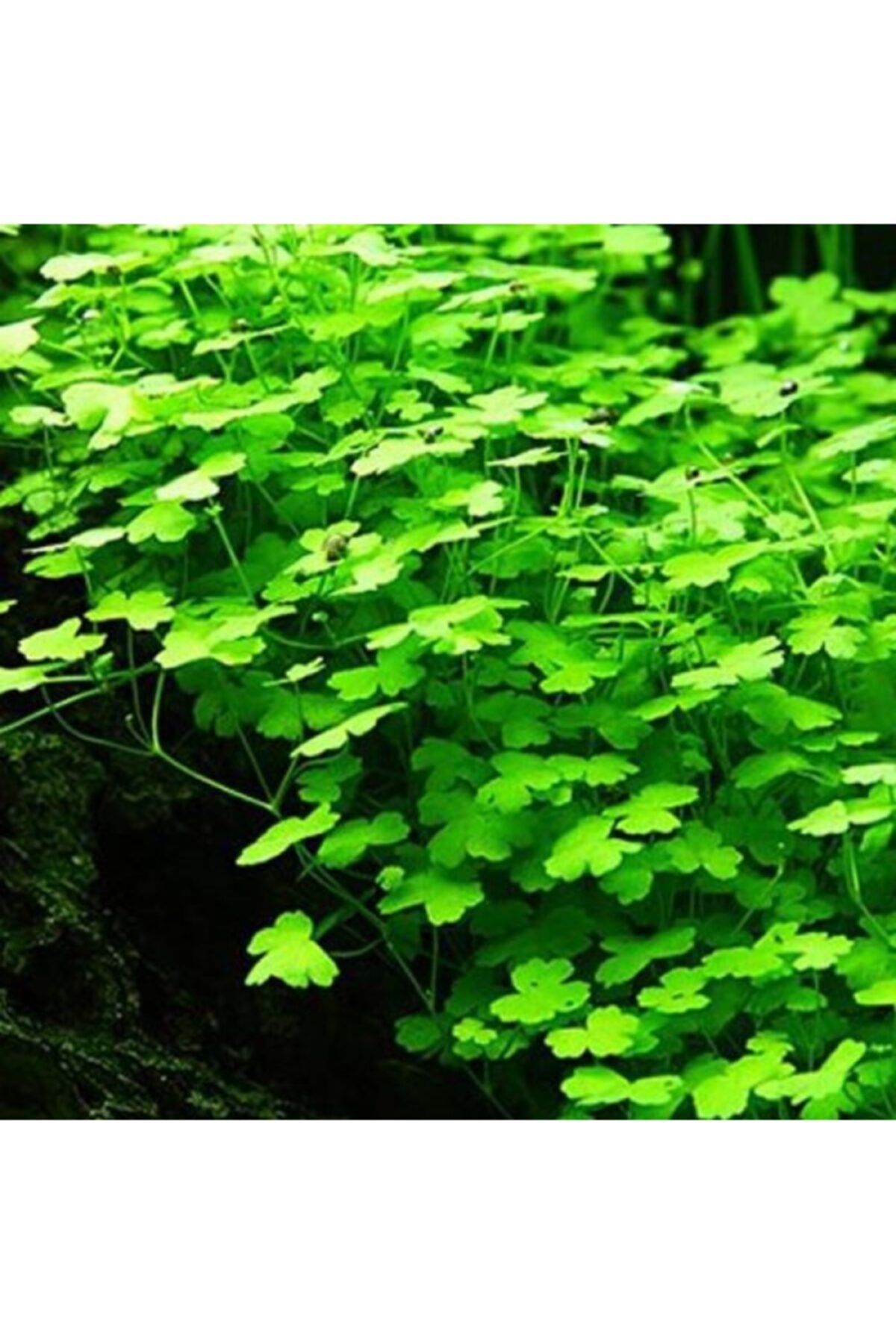 Atakan Plant Hydrocotyle Tripartita Sp Japan In Vitro 0cc Canli Bitki Fiyati Yorumlari Trendyol Atakan Plant Hydrocotyle Tripartita Sp Japan In Vitro 0cc Canli Bitki Fiyati Yorumlari Trendyol
