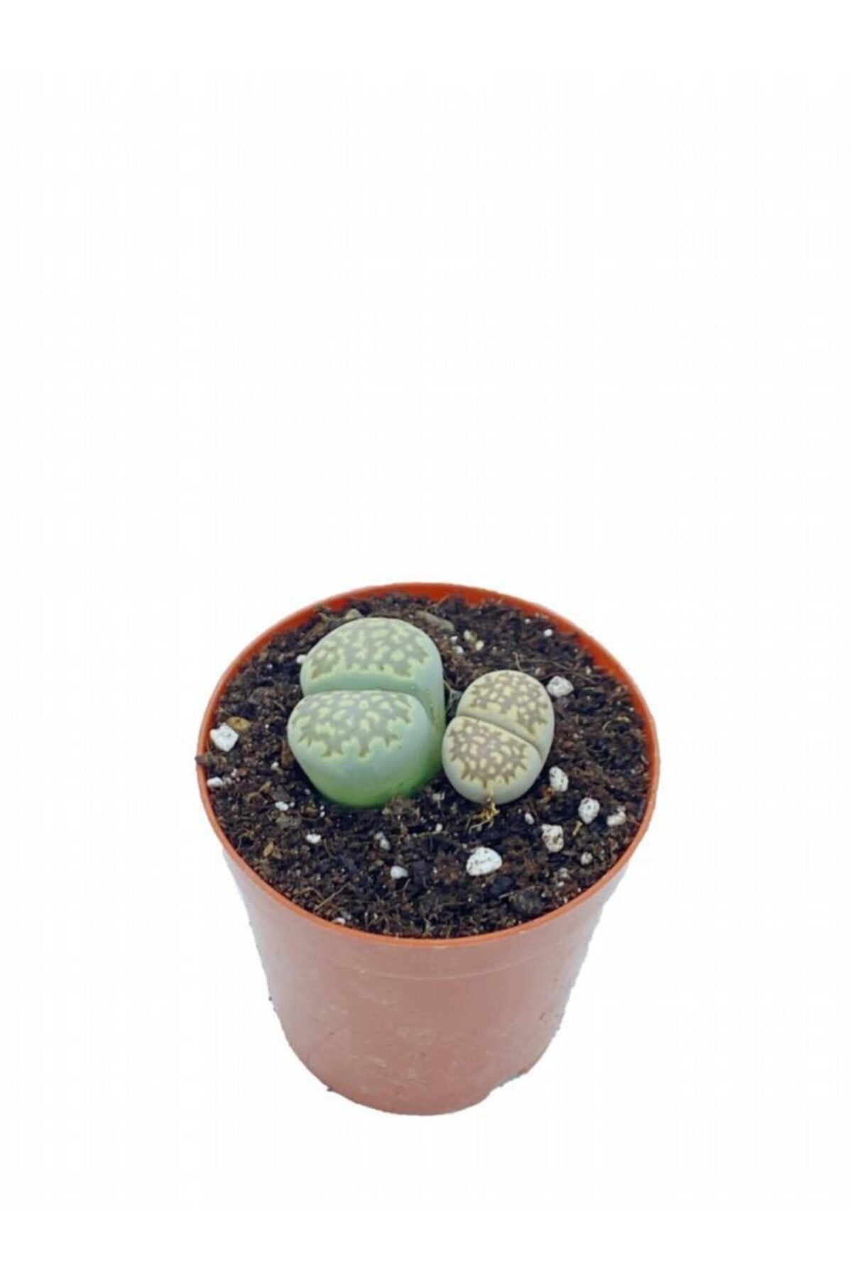 Sukulent Bahçem Lithops - Little Brain - Beyin Taş Kaktüs