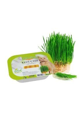 Kedi Cimi Ve Catnip Fiyatlari Trendyol