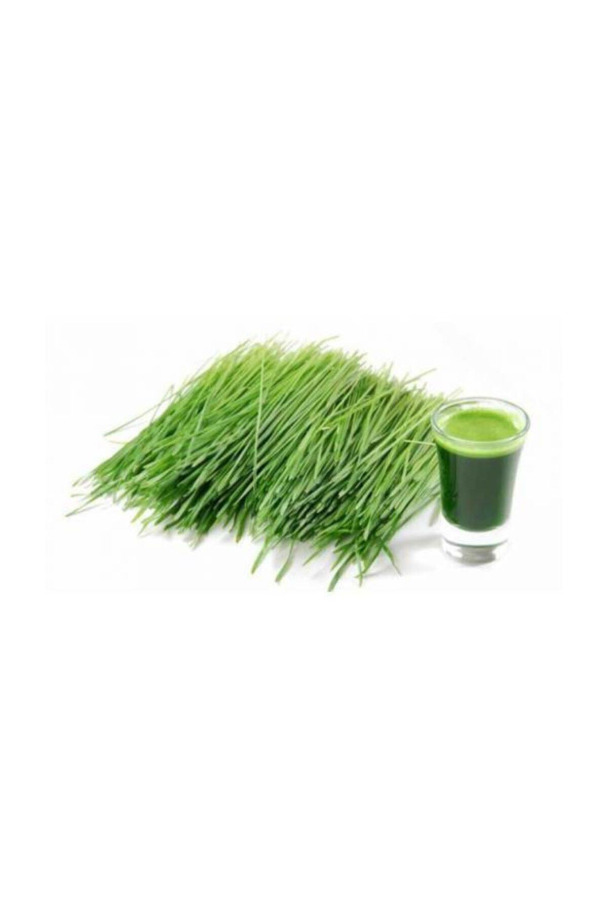 tohhum Buğday Çimi Tohumu 1 Kg