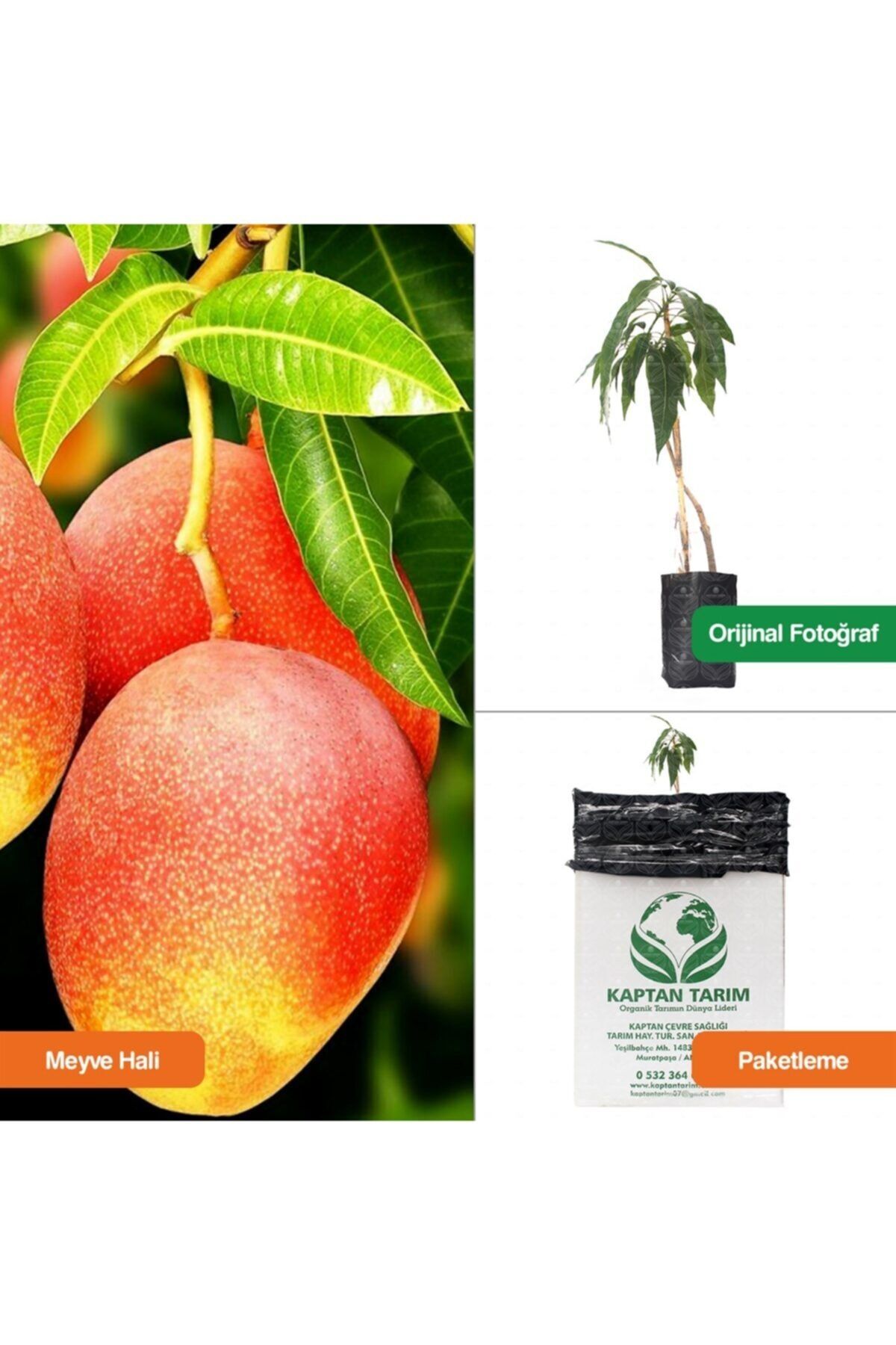 kaptan tarim mango keitt fidani 1 adet atik fiyati yorumlari trendyol