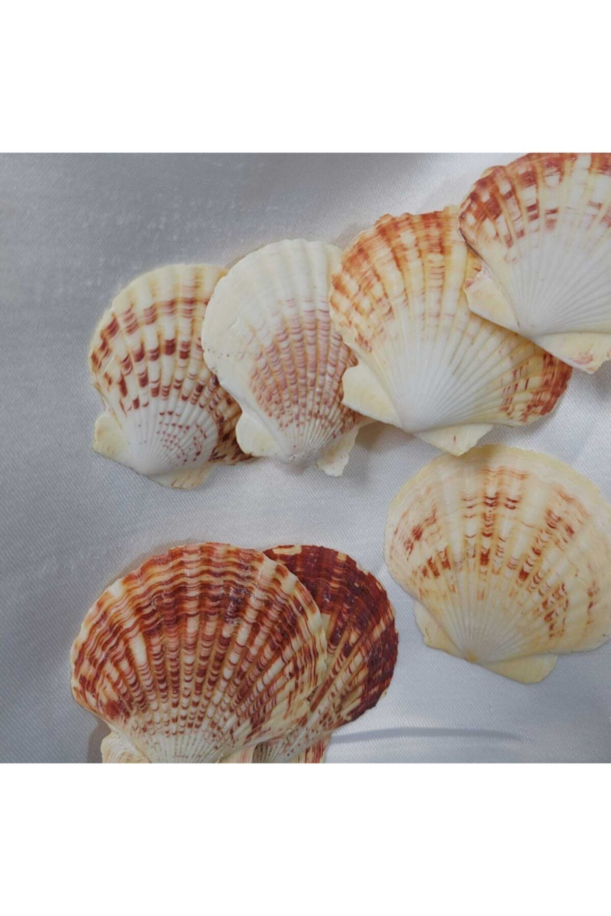 Aker Hediyelik Mercan Rengi Büyük İstiridye Teraryum Deniz Kabukları 10 Adet 5-8cm