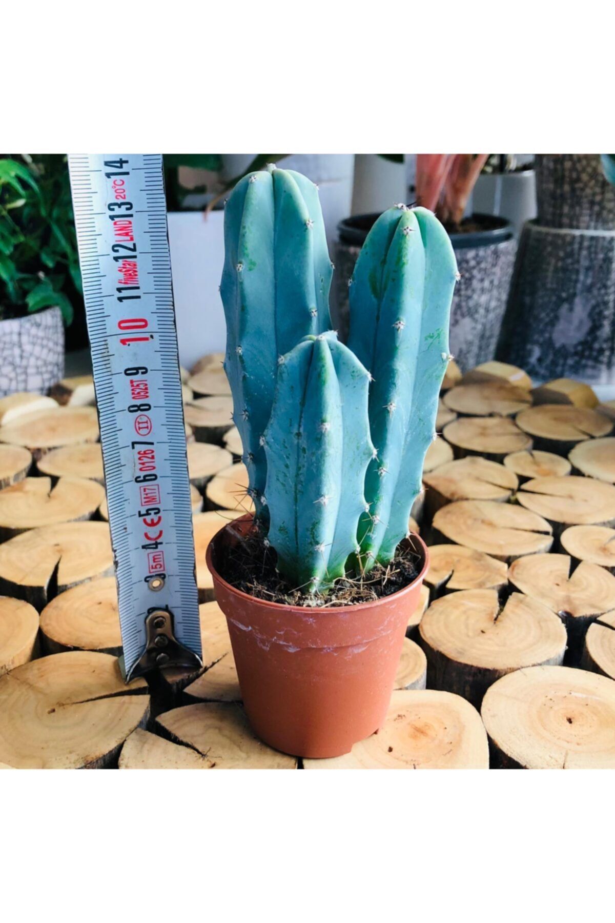 Özen Çiçekçilik Myrtillocactus Geometrizans Mavi Gövde Bol Yavrulu Kaktüs