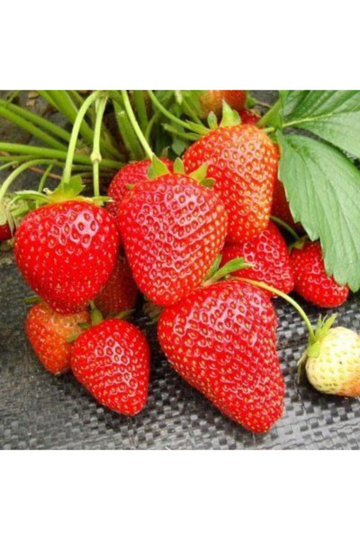 Cilekdiyari 900 Adet Portola Çilek Fidesi Açık Kök Ve Taze Söküm Frigo Garantilidir