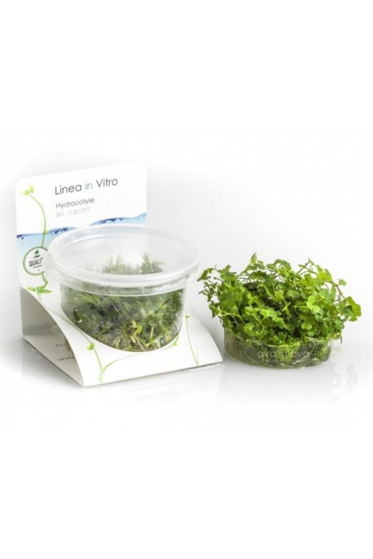 Atakan Plant Hydrocotyle Tripartita Sp Japan In Vitro 0cc Canli Bitki Fiyati Yorumlari Trendyol Atakan Plant Hydrocotyle Tripartita Sp Japan In Vitro 0cc Canli Bitki Fiyati Yorumlari Trendyol