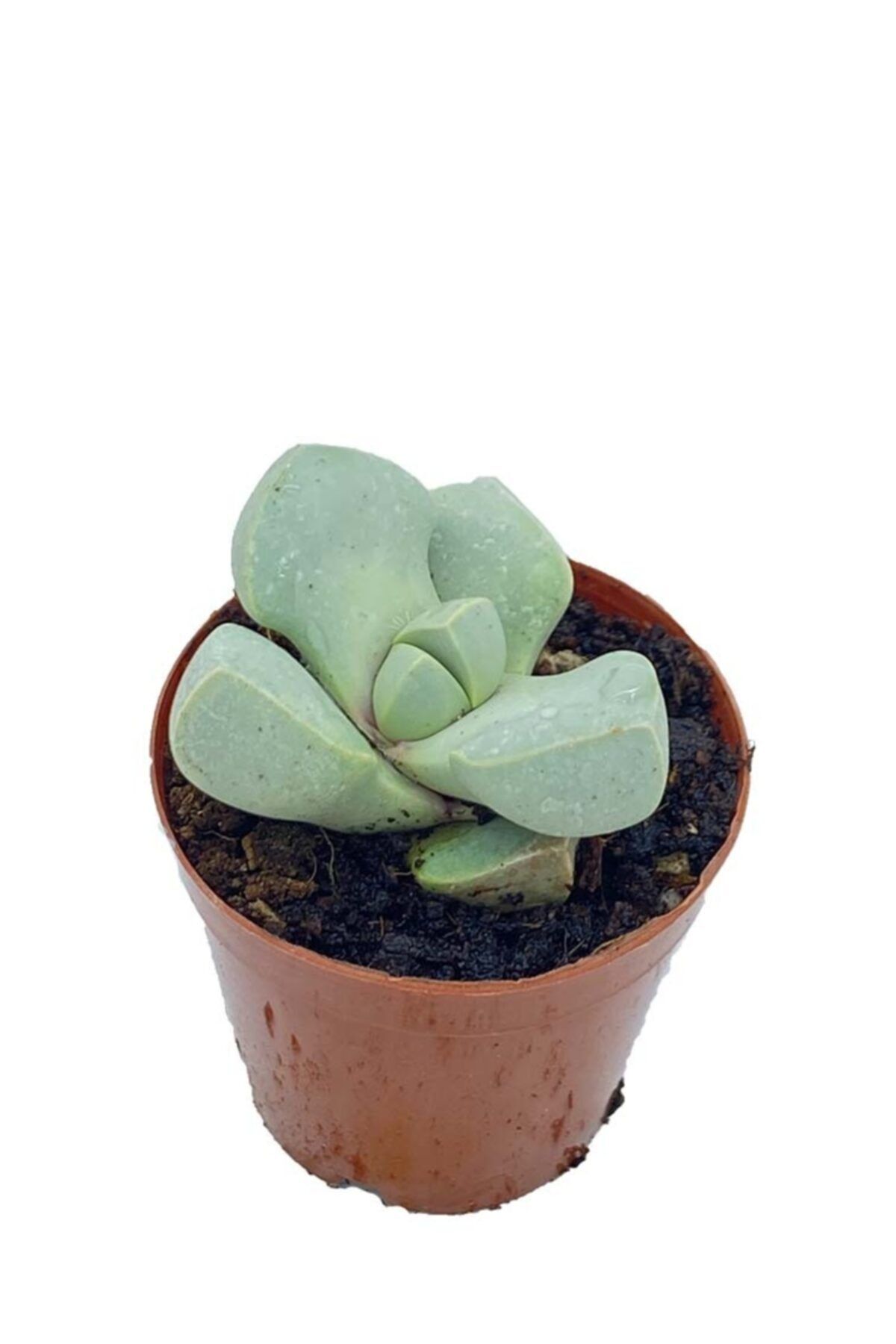 Sukulent Bahçem Lapidaria Margaretae - Taş Kaktüs (5,5 CM SAKSIDA)