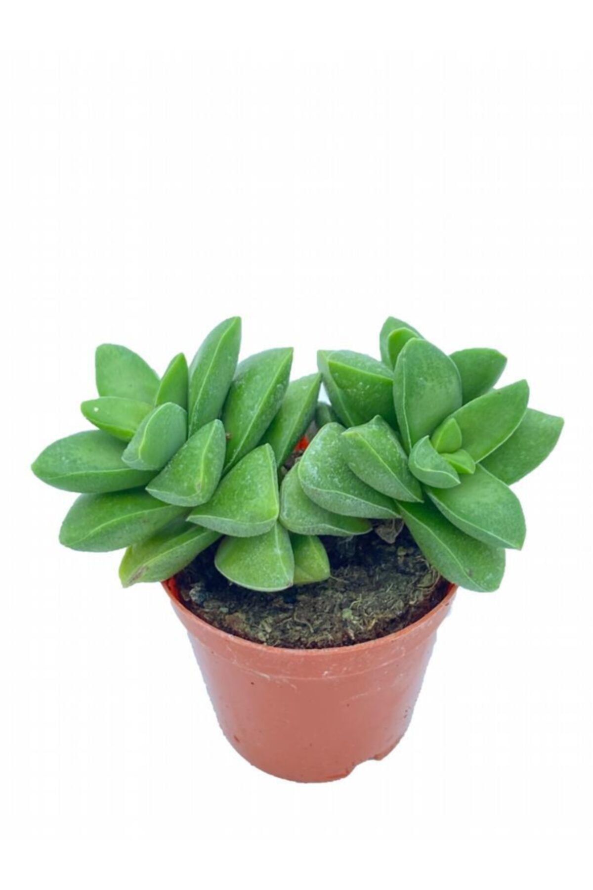 Sukulent Bahçem Crassula Springtime (5,5 CM SAKSIDA)
