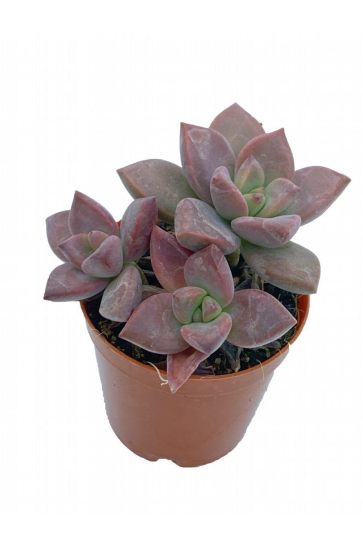 Sukulent Bahçem Graptosedum Bronze (5,5 CM SAKSIDA)