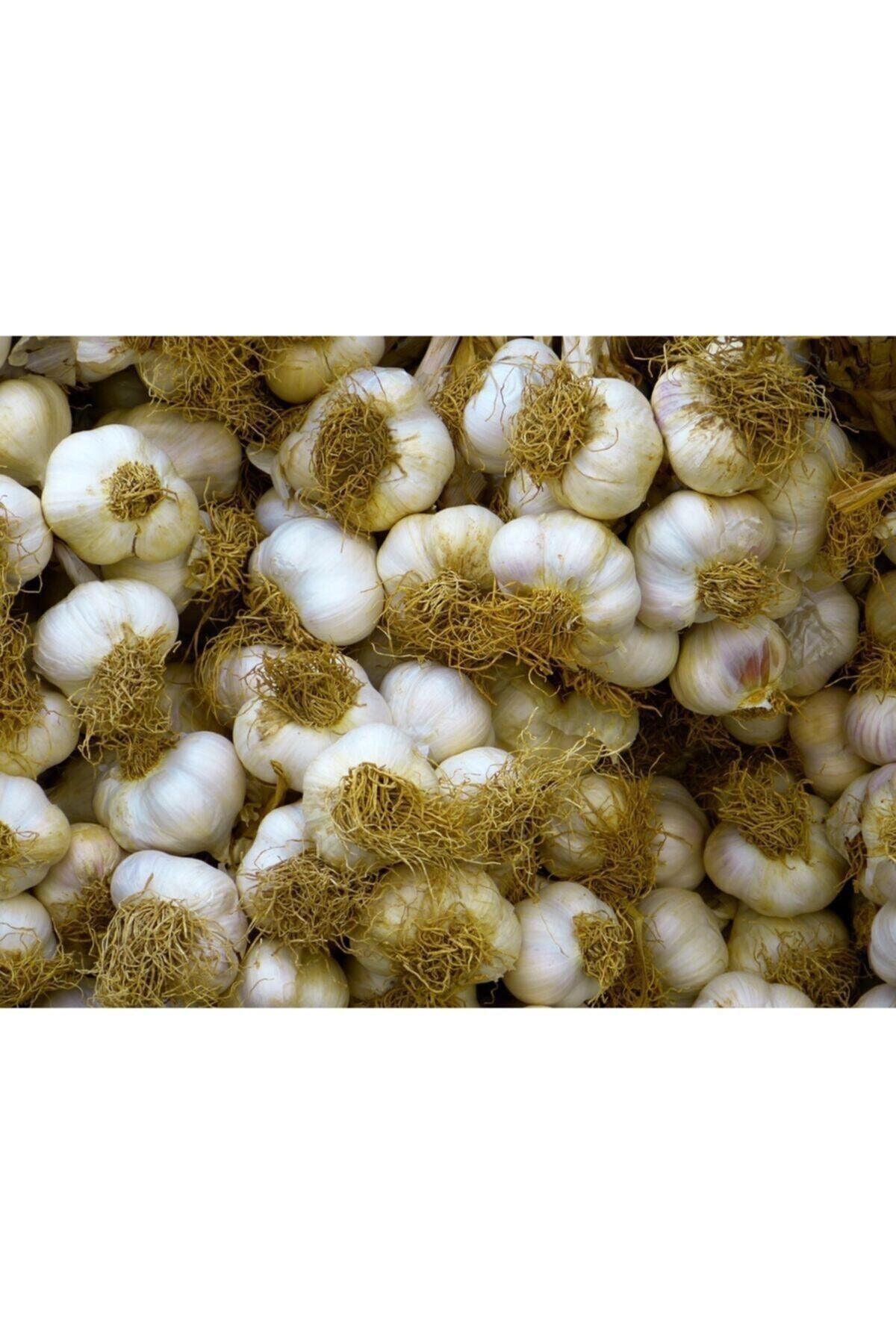 sarımsak Taşköprü Sarımsağı Küçük Boy 1 Kg