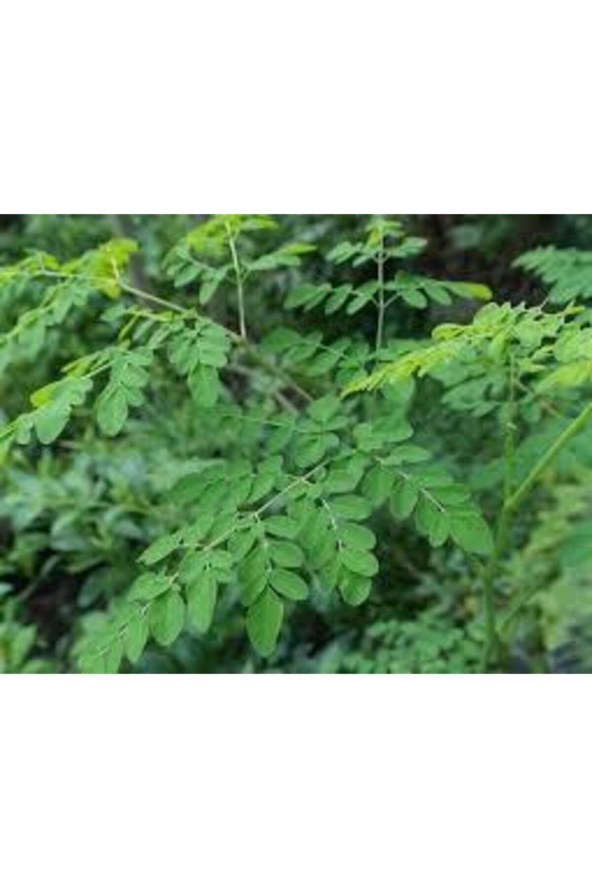 Uzunlar Fidancılık Moringa Oleifera Moringa Fidanı,100 Cm