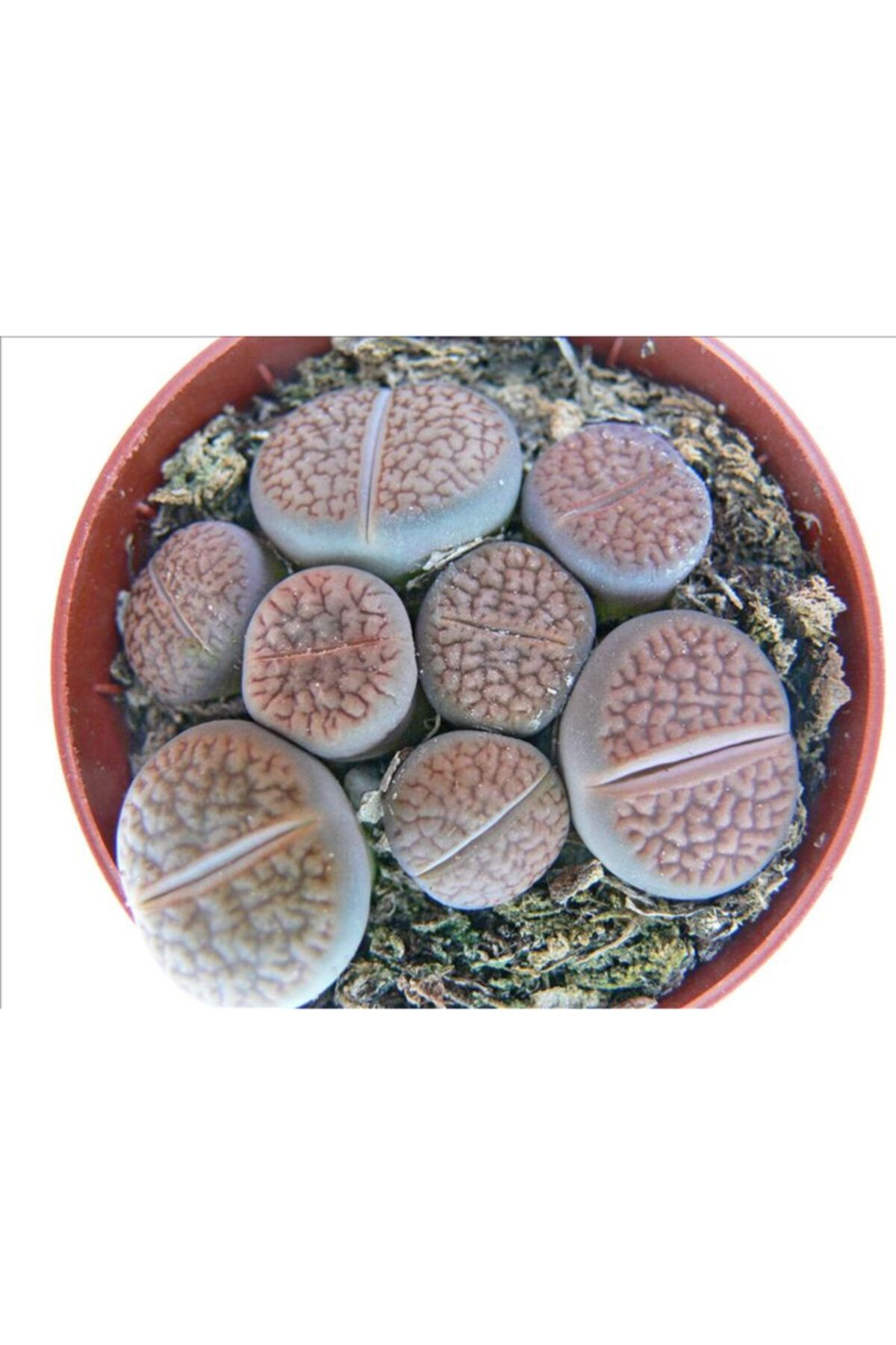 peyzaj burada online bahce market lithops mix 8 5 luk saksida yasayan tas kaktus sukulent fiyati yorumlari trendyol