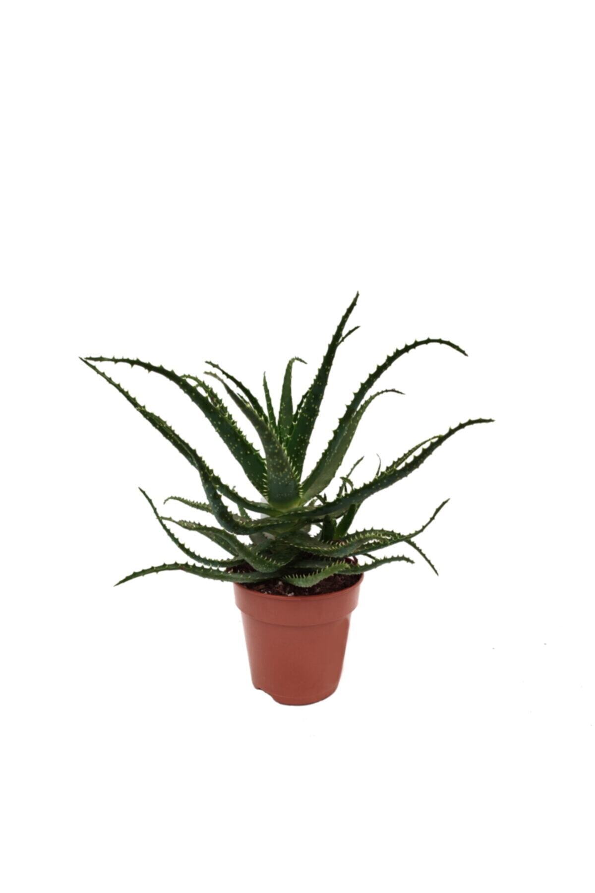 KUTUKUTUCİCEK Aloe Abrorescens Kaktüs Plastik Saksıda