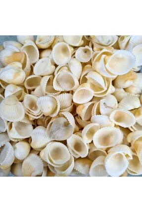 Gerçek Deniz Kabuğu 250 Gr küçük boy Paket Clam Rose Cochles - Renkli Image 0