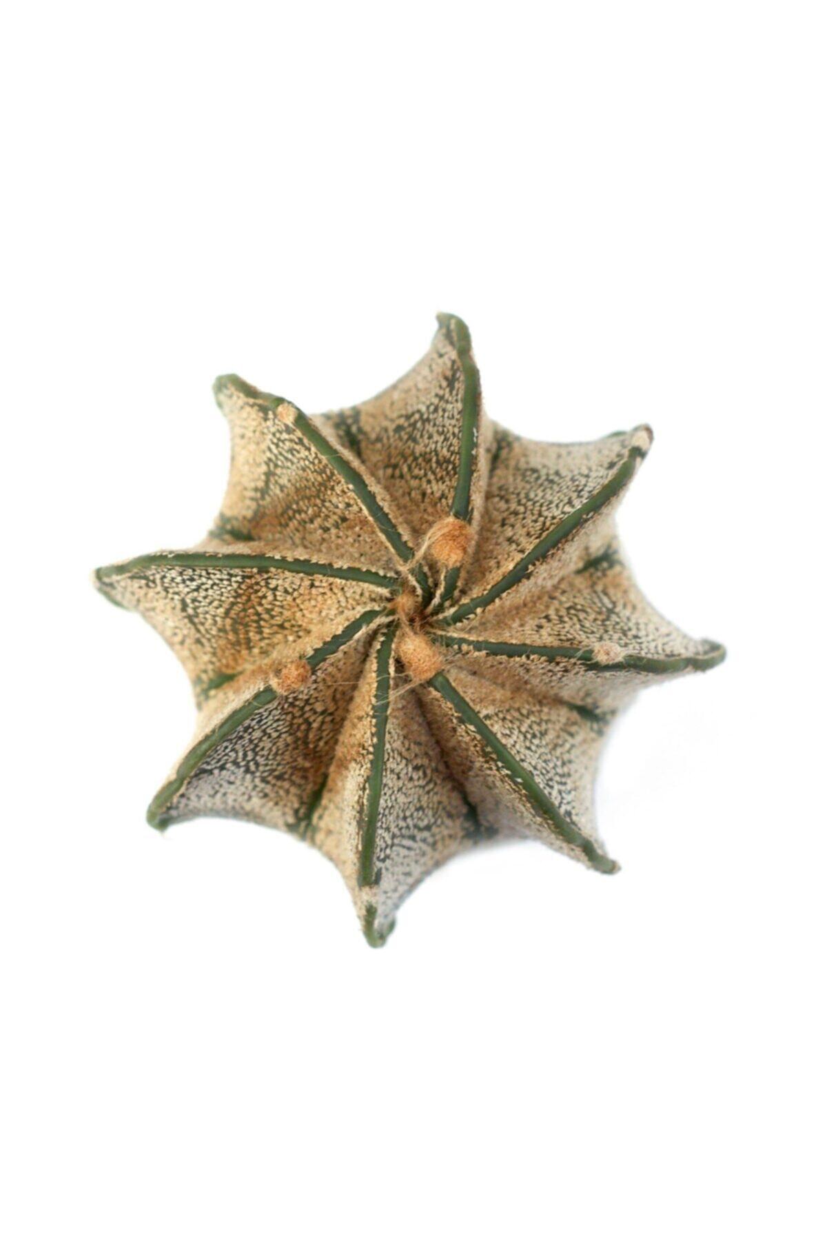 LEVANT Astrophytum Capricorne Var Niveum Kaktüs