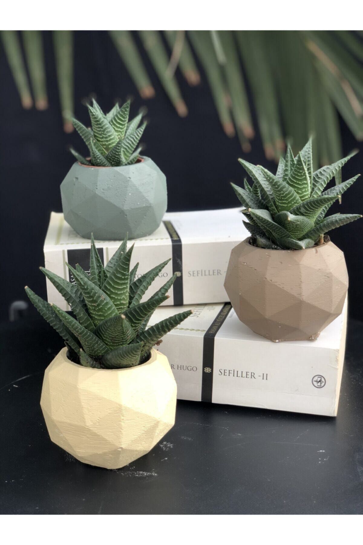 Big Craft Geometrik Beton Saksı Saksılık Kaktüs Ve Sukulentlik 3'lü Set