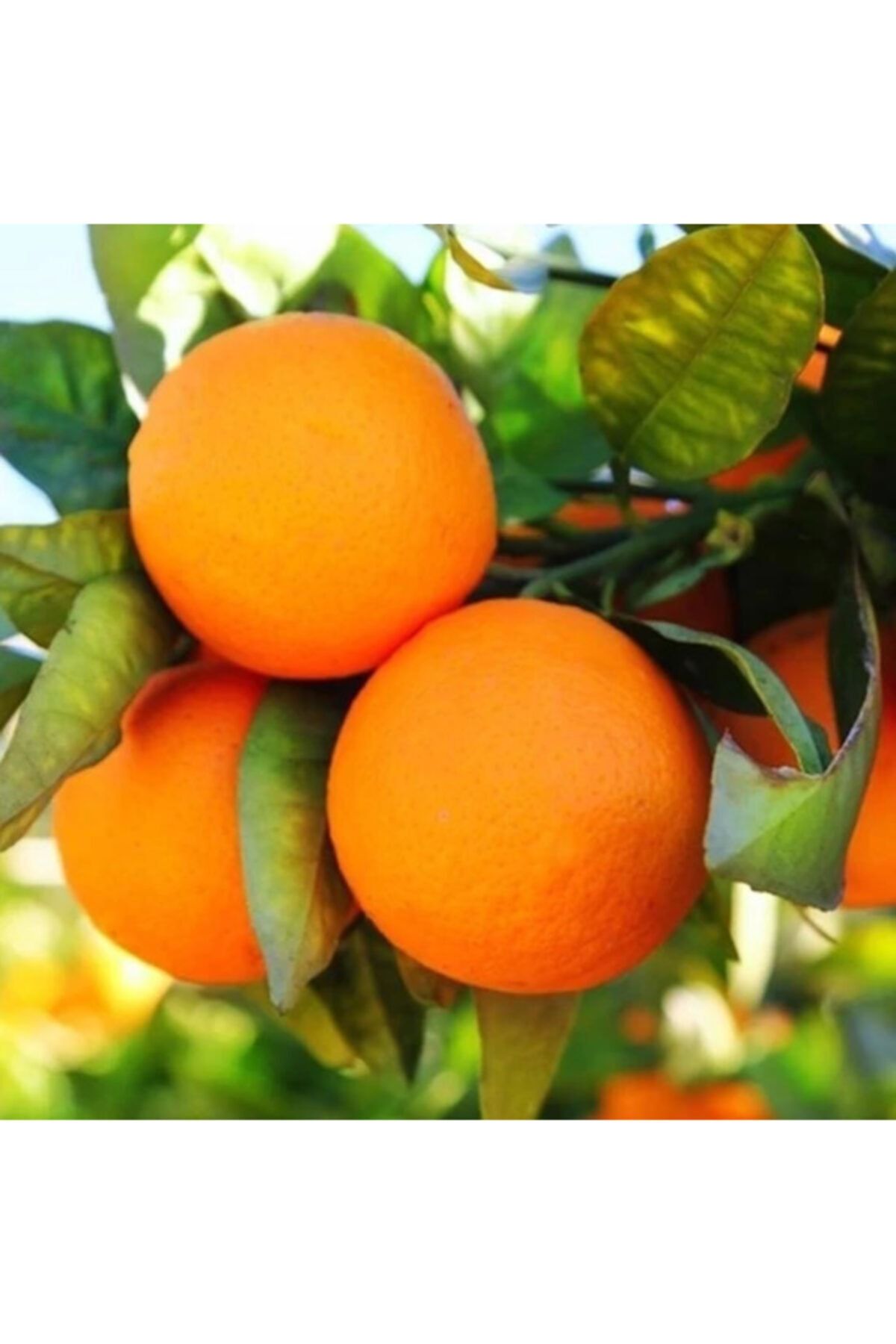 Demet'in Bahçesi Portakal Fukumoto (3 kg)