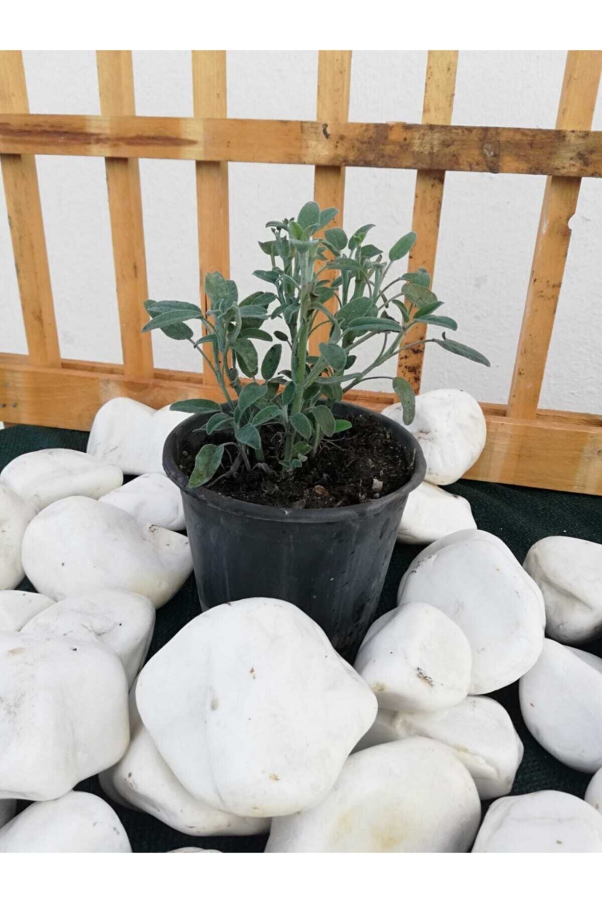 BERR BOTANİK PEYZAJ Adaçayı- Adaçayı Adacayı Bitkisi Adacayi Çiçeği Adaçayi