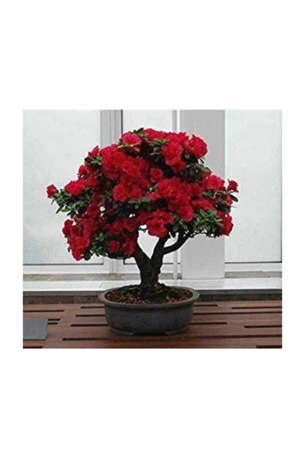 Tohum Dünyam Bodur Kırmızı Gül Bonzai Ağacı Tohumu 5 Adet Tohum Bonsai Ağacı Tohumu