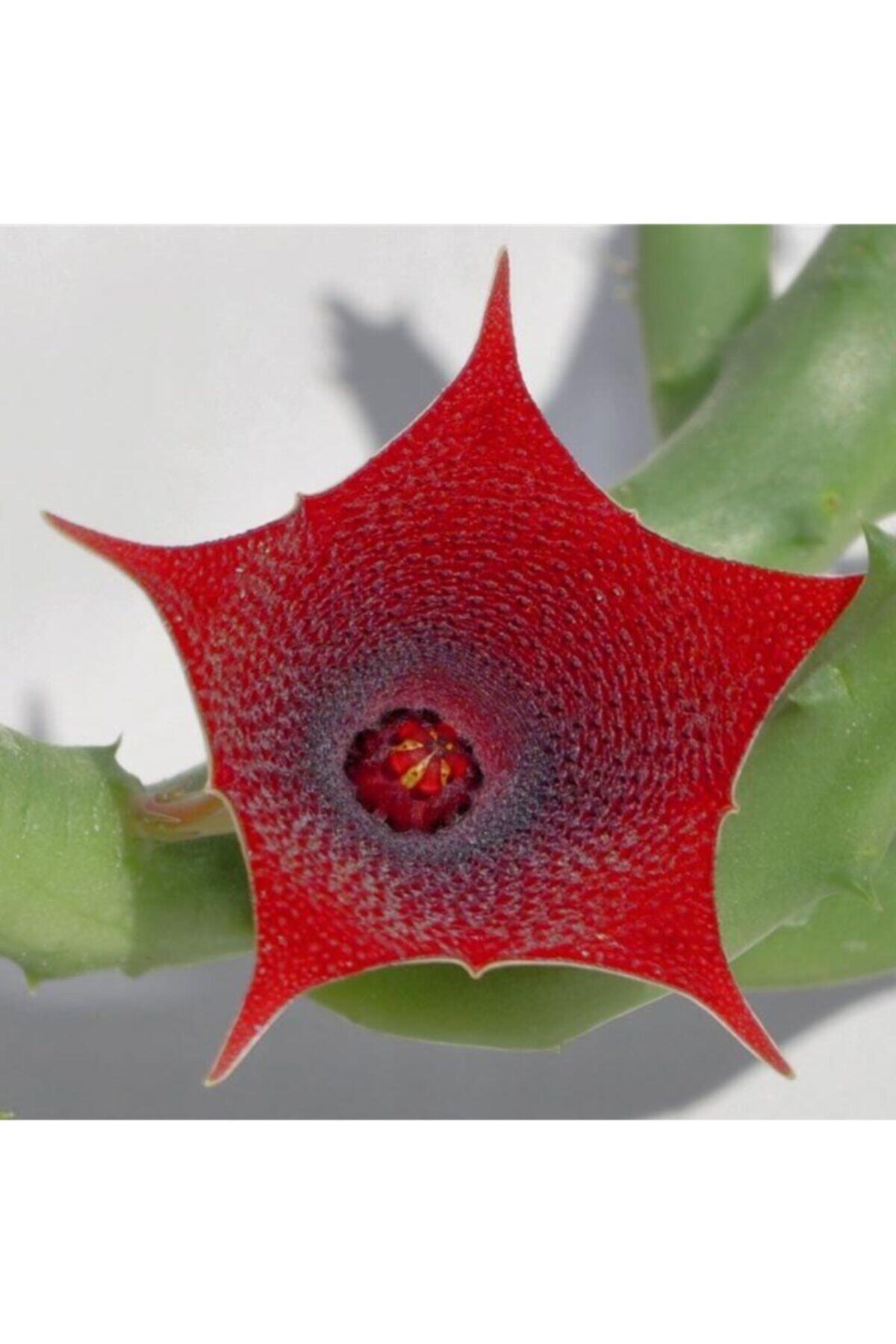 torubahce Huernia Pendula Leş Kaktüsü Salon Çiçeği