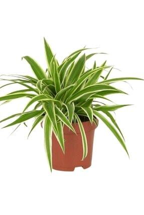 Kurdele Çiçeği Ithal Chlorophytum Comosum 13cm.lik Saksıda Image 0