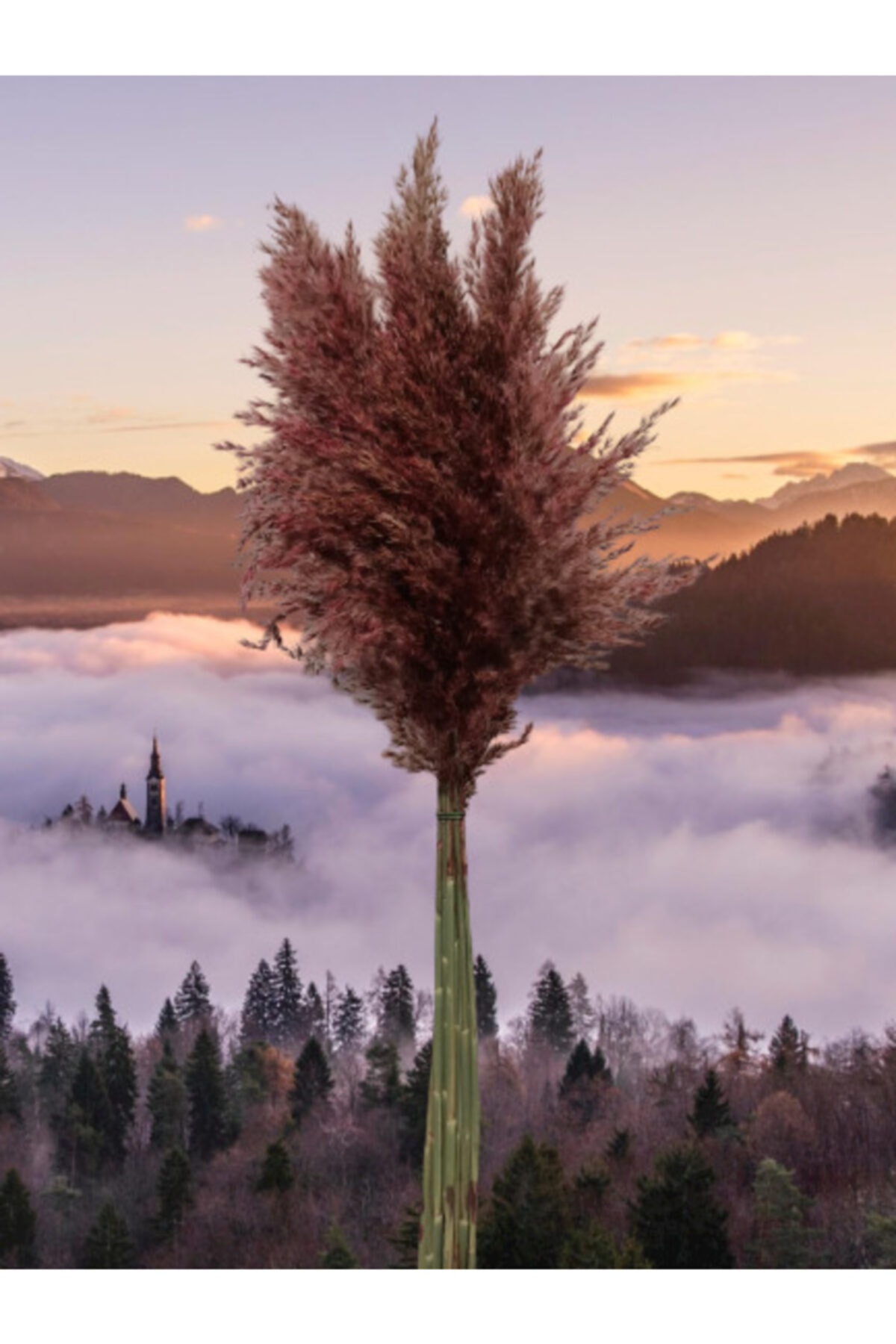 green organizasyon Doğal Pampas Kuru Çiçek Söz Nişan Dekor Süs Renkli 50 cm