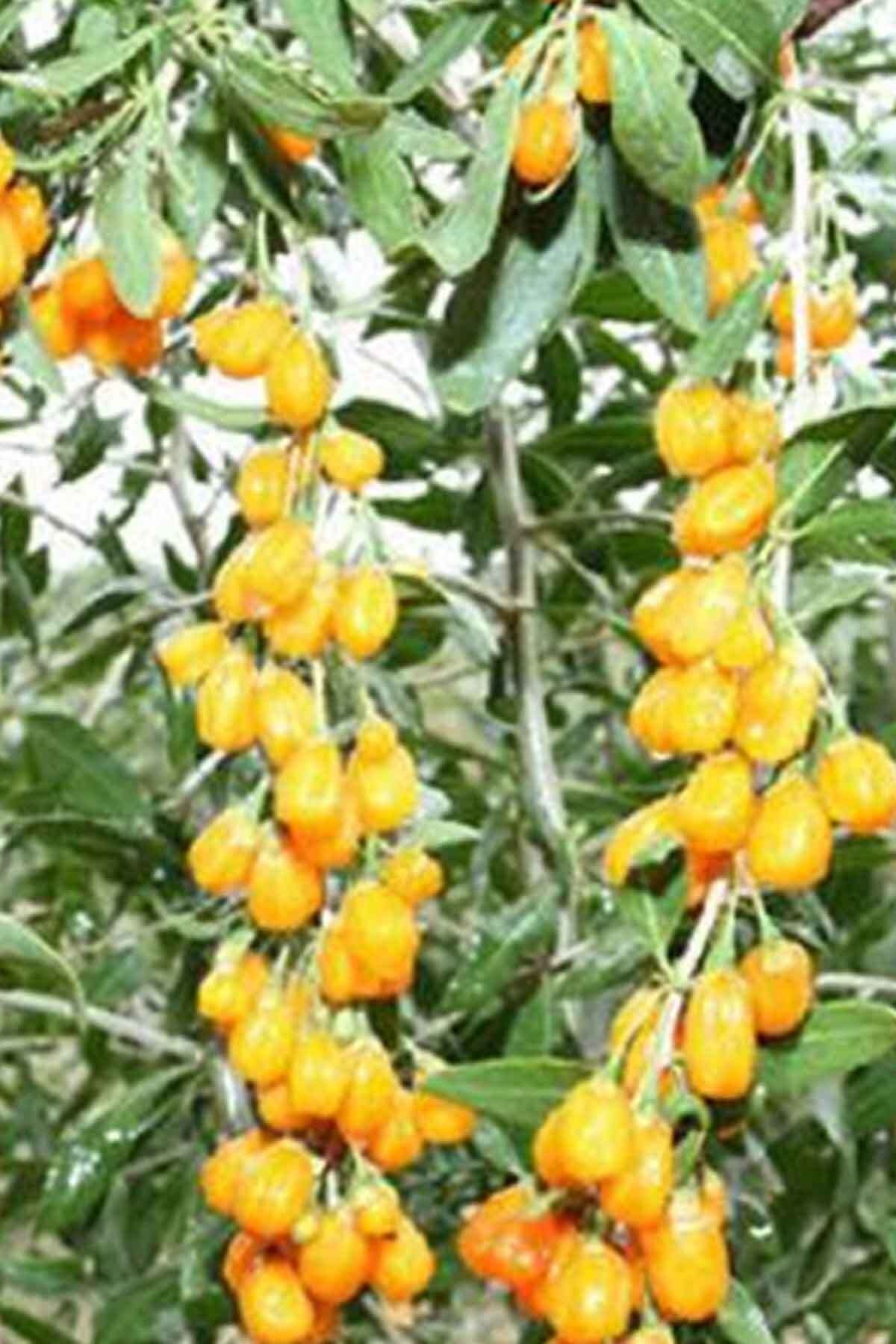 koymarket gojiberry gojiberi kurt uzumu fidani sari meyveli viyol 20 30cm fiyati yorumlari trendyol
