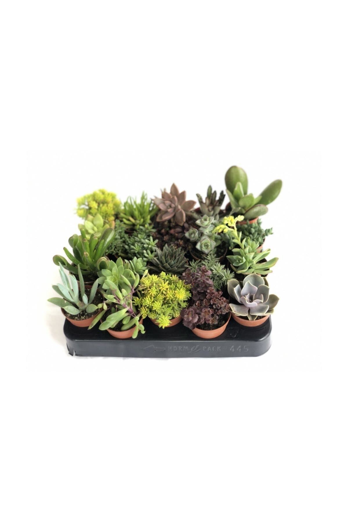 FİDAN PAZARI 20 Adet Duble Sukulent Mix Paket