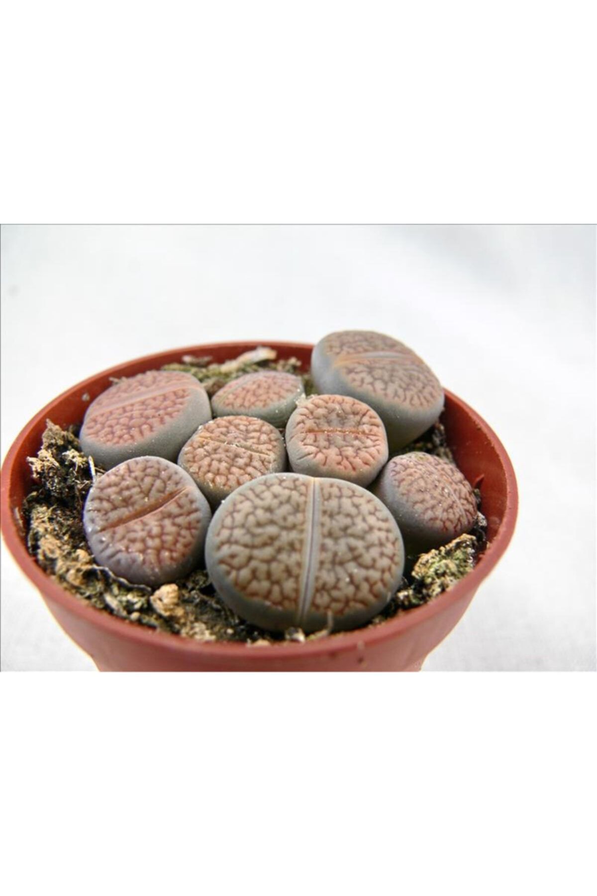 peyzaj burada online bahce market lithops mix 8 5 luk saksida yasayan tas kaktus sukulent fiyati yorumlari trendyol