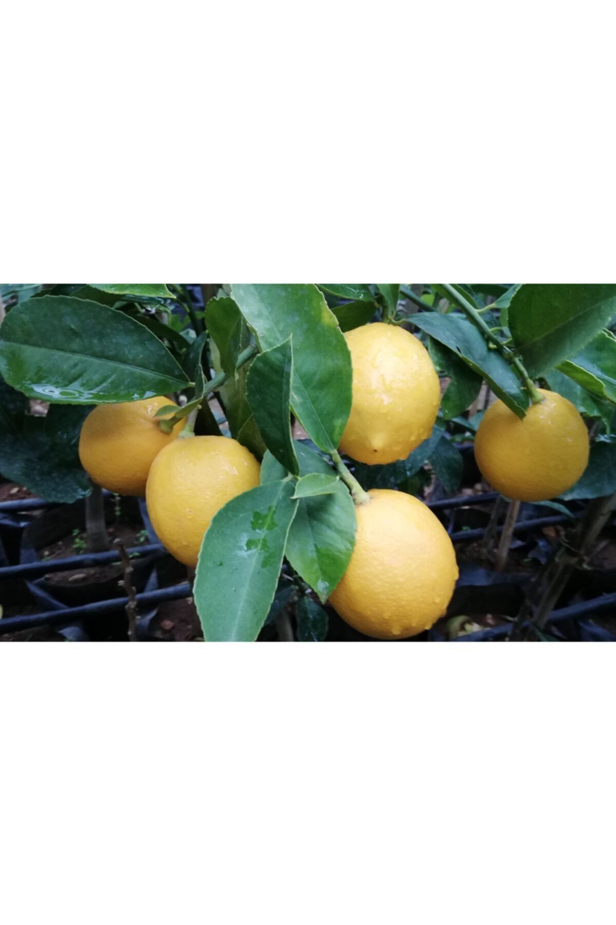 Uzunlar Fidancılık Mayer Limon Fidanı Bodur Saksılık 3 Yaş Meyveli