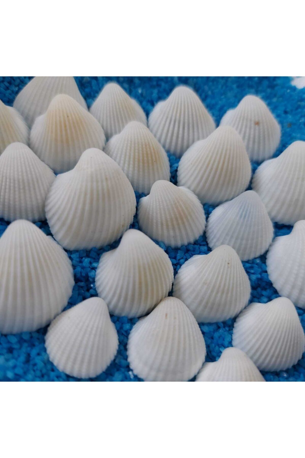 Aker Hediyelik Silis Akvaryum Süs Ufak Kabuk Çeşidi 1,5-2,5cm Küçük Deniz Kabuğu 200gr Teraryum Deniz Kabukları