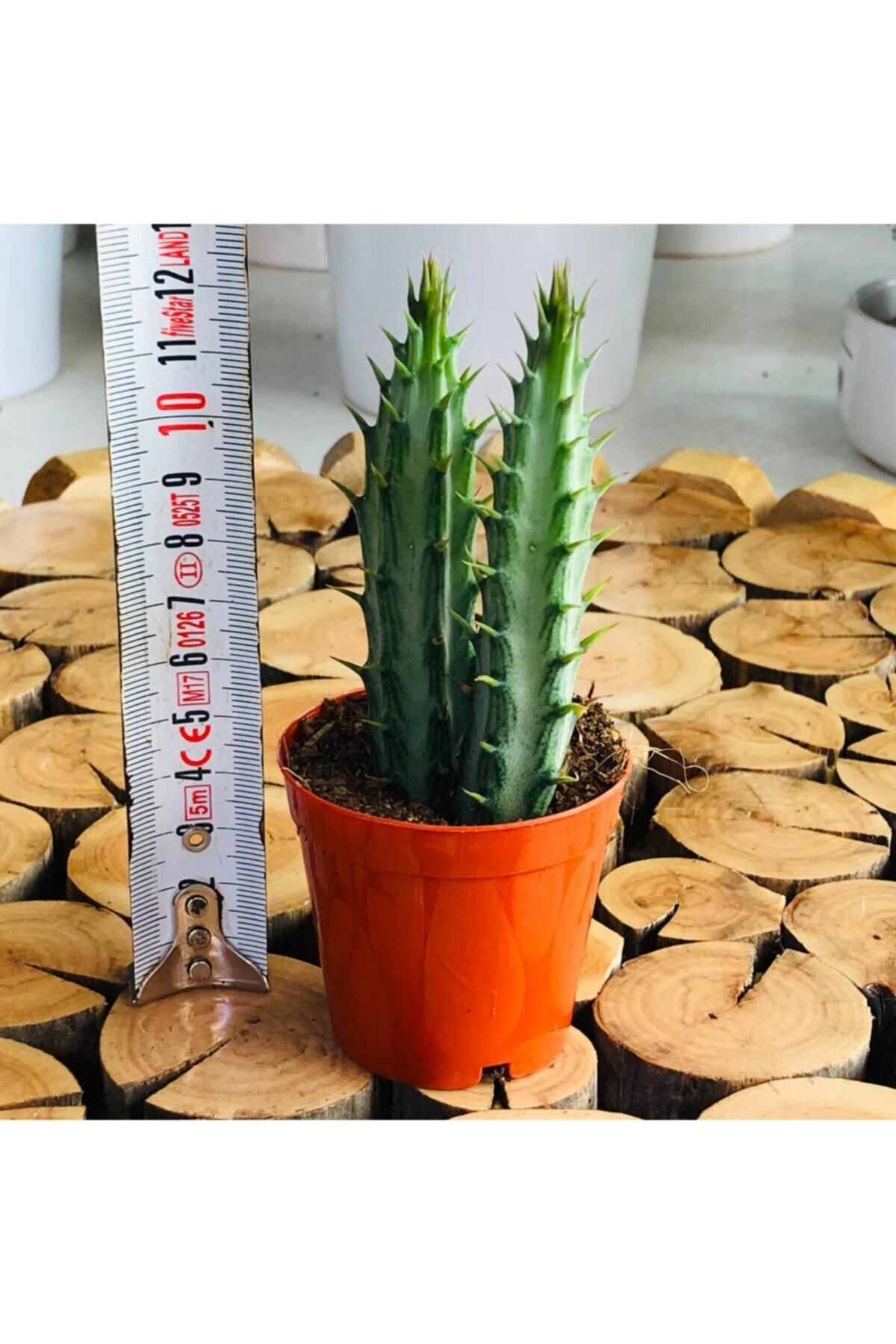 Özen Çiçekçilik Senecio Stapeliiformis Cactus Nadir Tür Turuncu Çiçek Açan Kaktüs