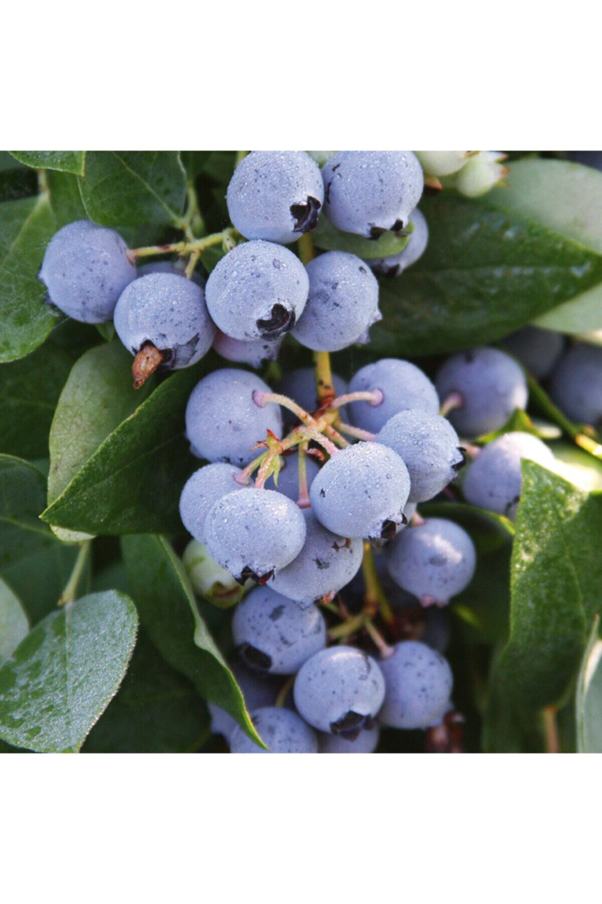 fidanistanbul Blueberry Sharp Blue Yaban Mersini, Saksıda