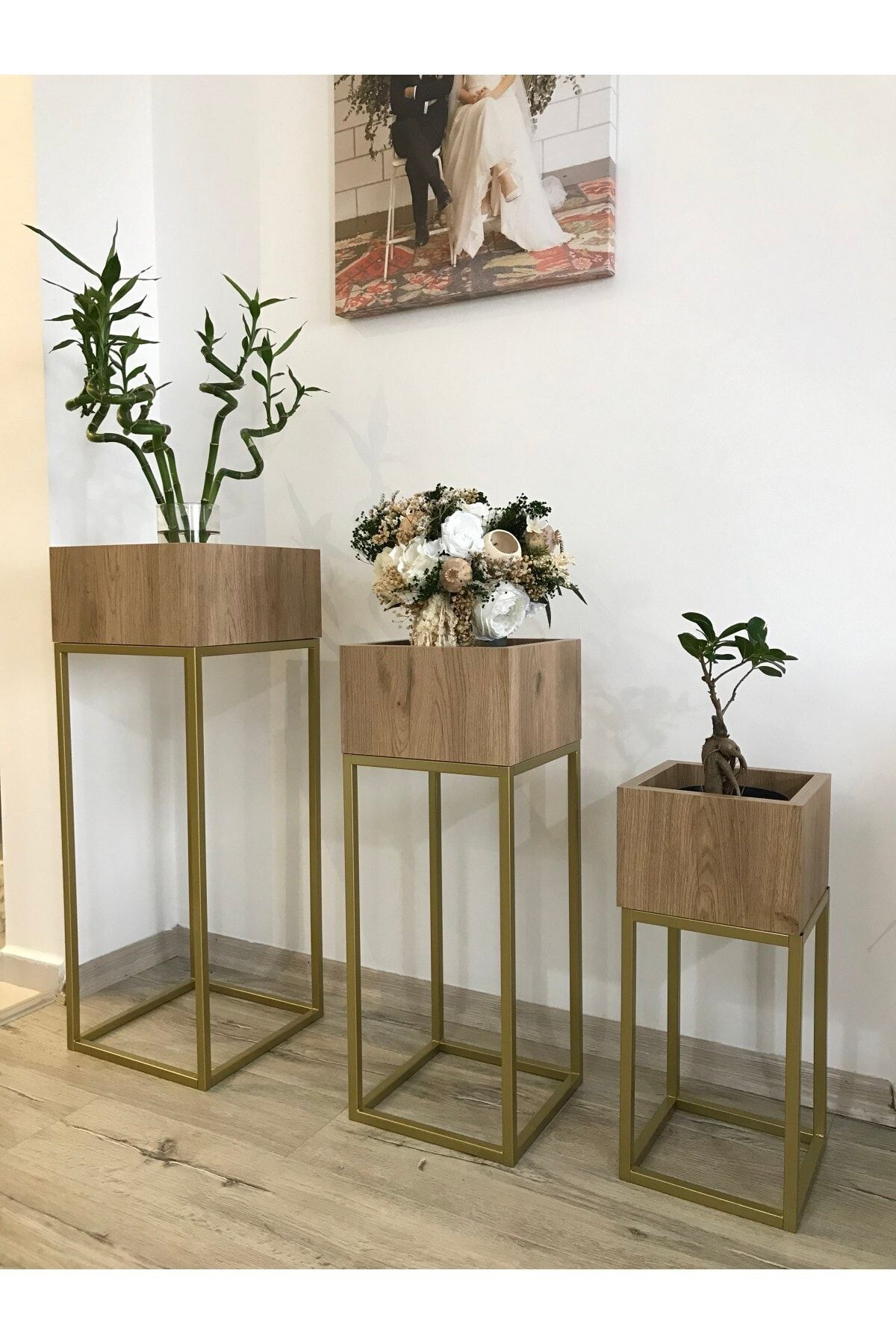 Sarıkaya Gold Açık Ceviz Saksılık
