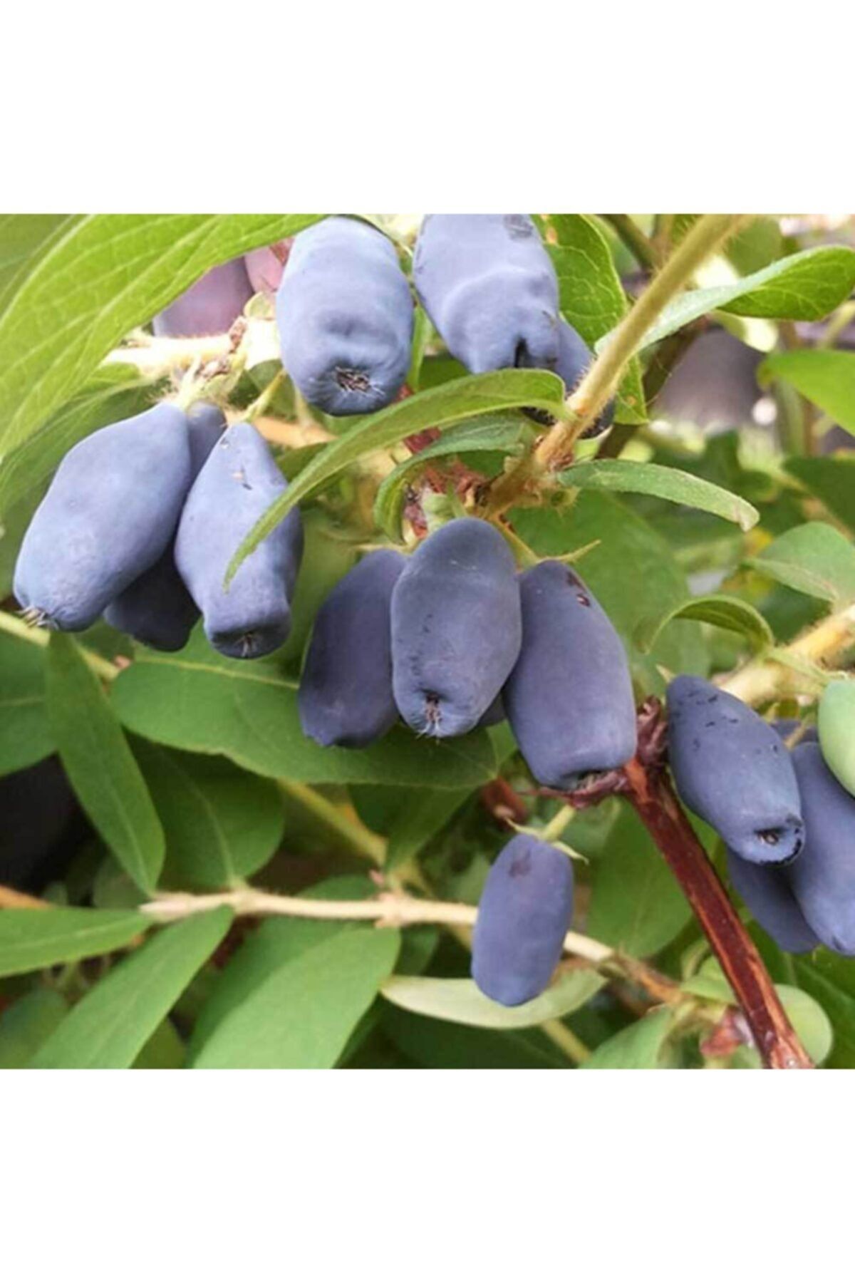 KöyFidan Bal Yemişi Honeyberry Fidanı Saksılı 20 30 cm