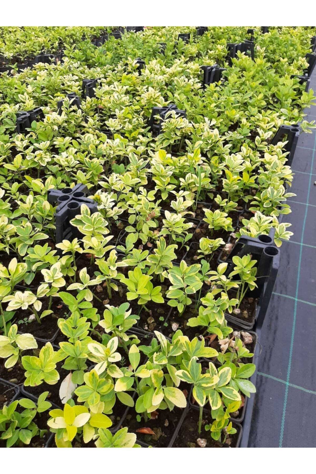 Enfidan Altuni Taflan Potlarda 20 Adet-10-15cm 2-3lü Ekim
