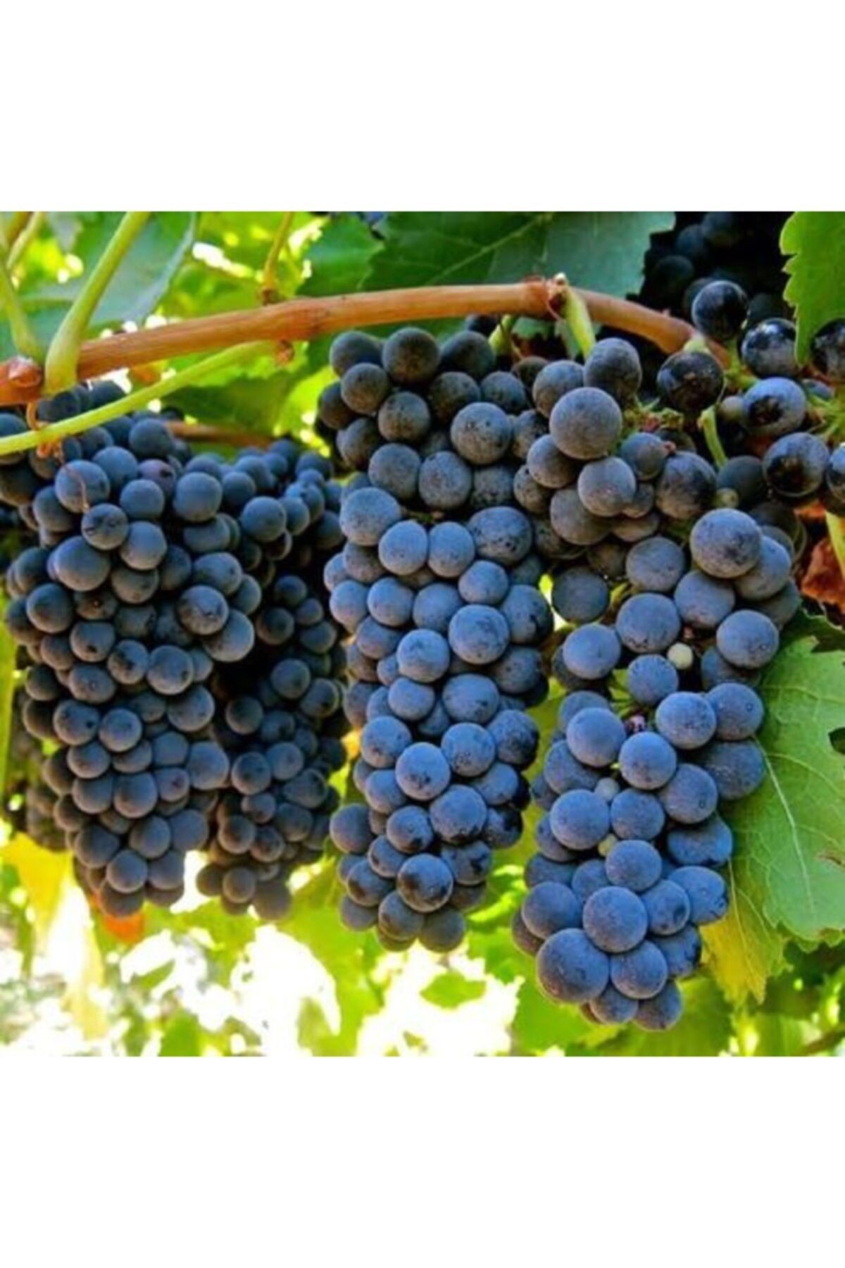 Ucuzluk Diyarı 10 Adet Alphonse Lavalle Üzüm Fidanı Açık Kök Ve Garantilidir