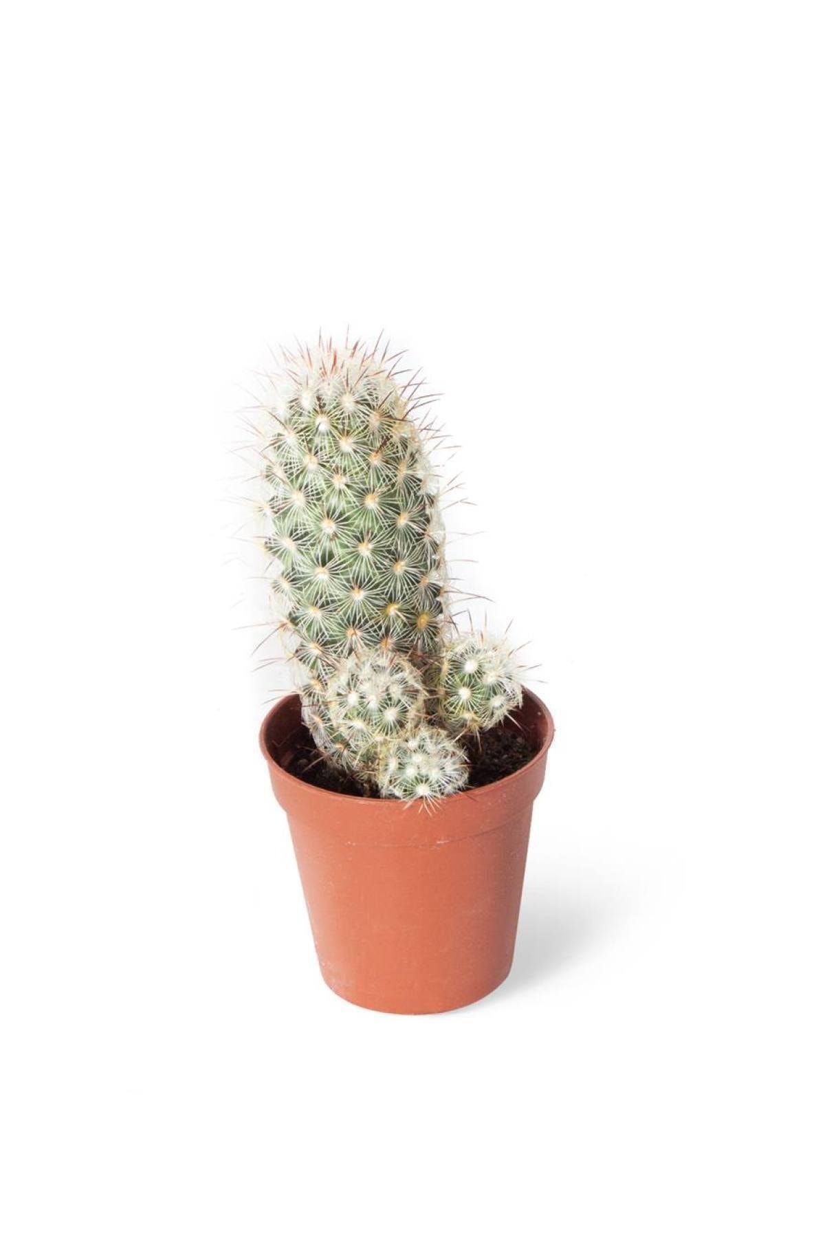 SFF Moda İthal Kaktüs Mammillaria Elongata Tek Gövde 5,5 cm