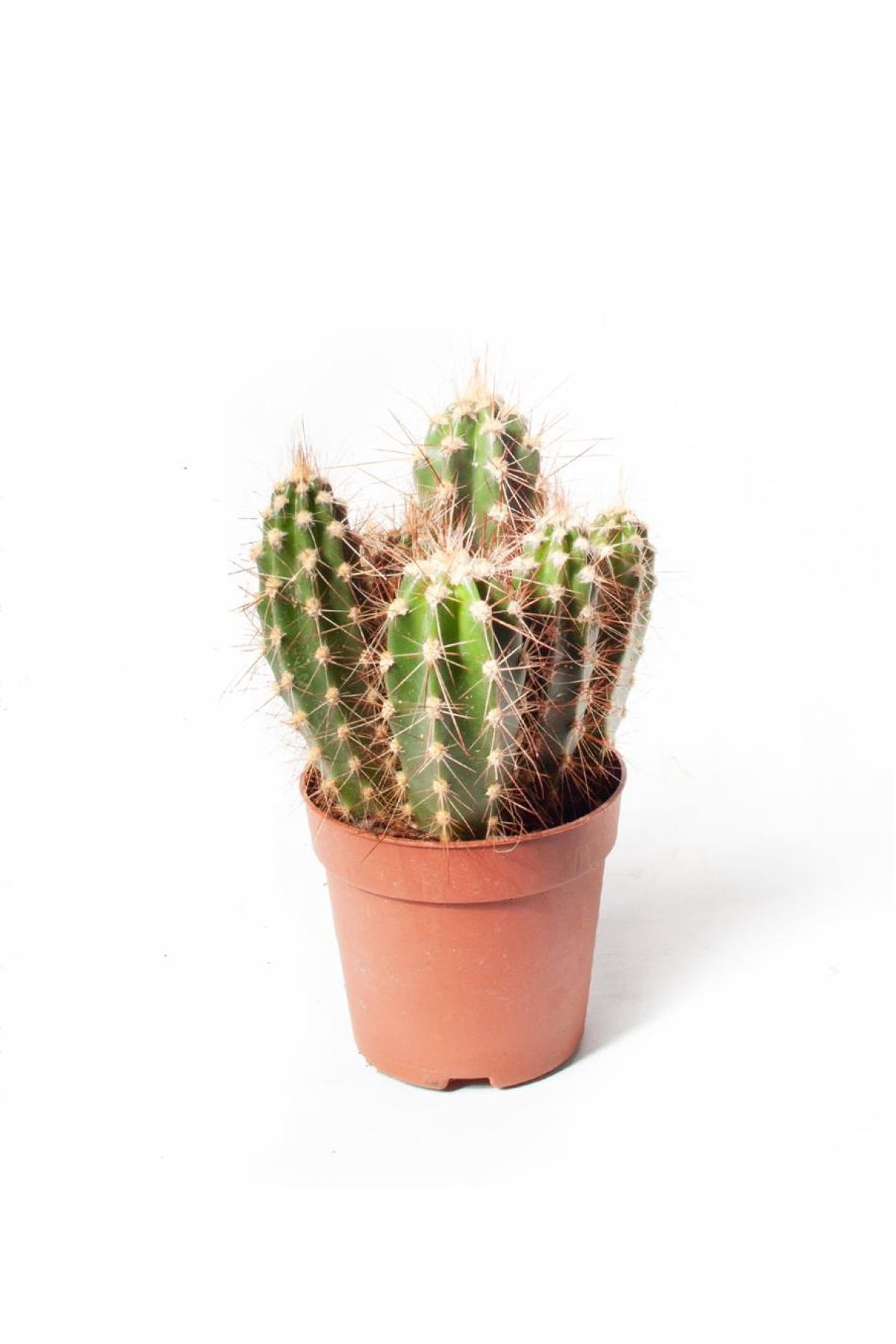 SFF Moda Ithal Kaktüs Pachycereus Pringlei (ithal) 8,5  cm Ø