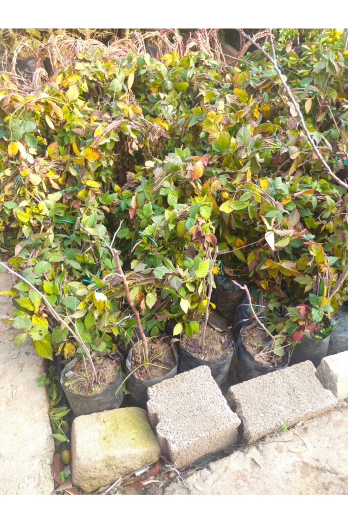KARDEŞLER FİDANCILIK Rulo Tüplü Böğürtlen Fidanı