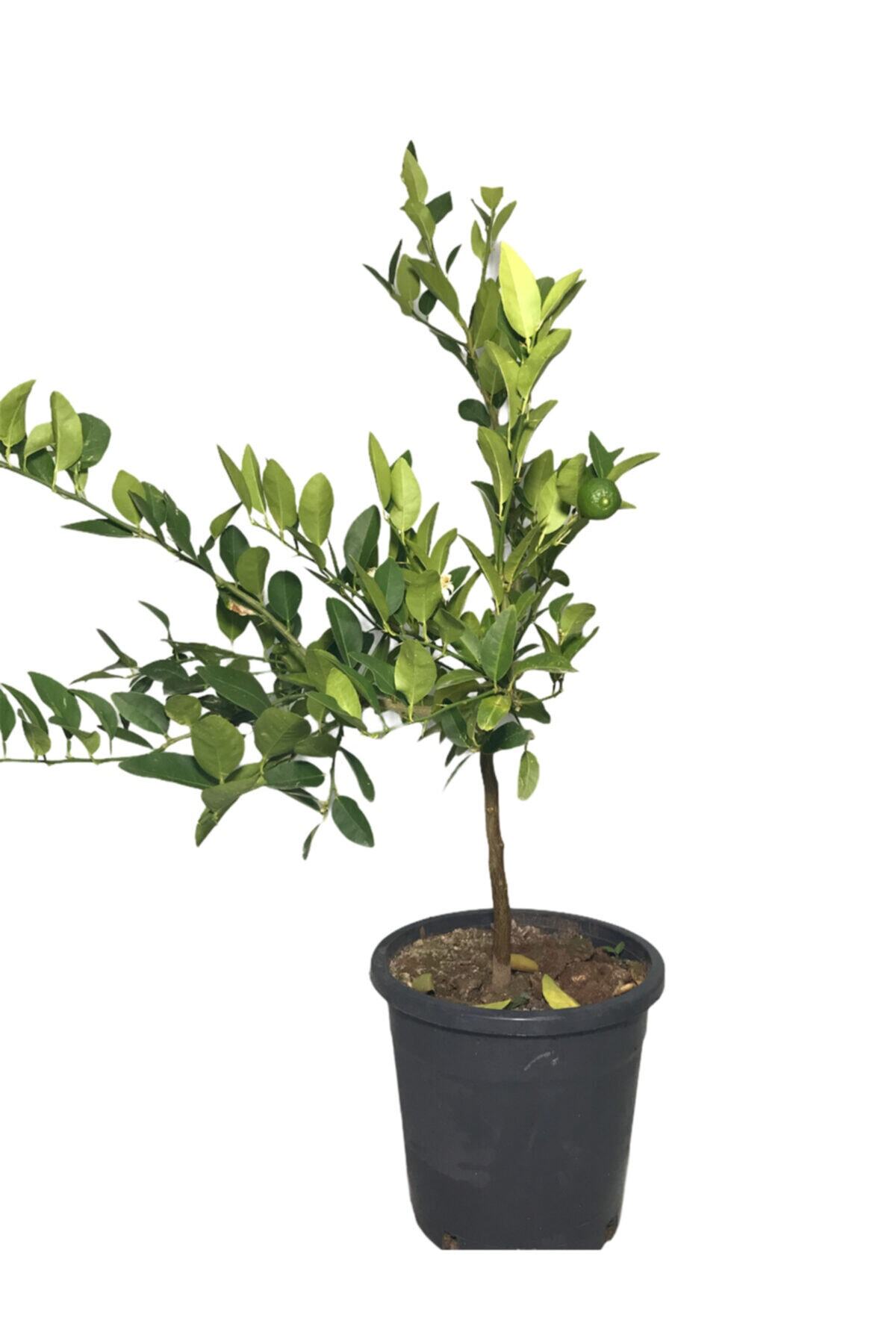 EVİM BAHÇEM Misket Limon Bodur İç Mekan Bonsai Aşılı Saksılı Ağaç 2-3 Yaş